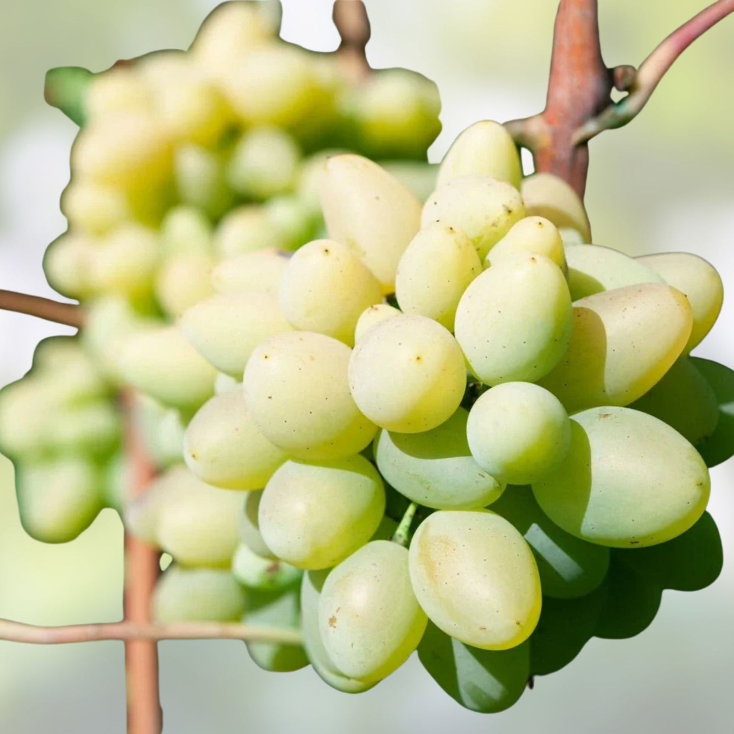Cotton Candy Grape Cuttings - 5 Rooting Grafting Stems - Easy to Grow Vitis vinifera Rare Fruit Plant