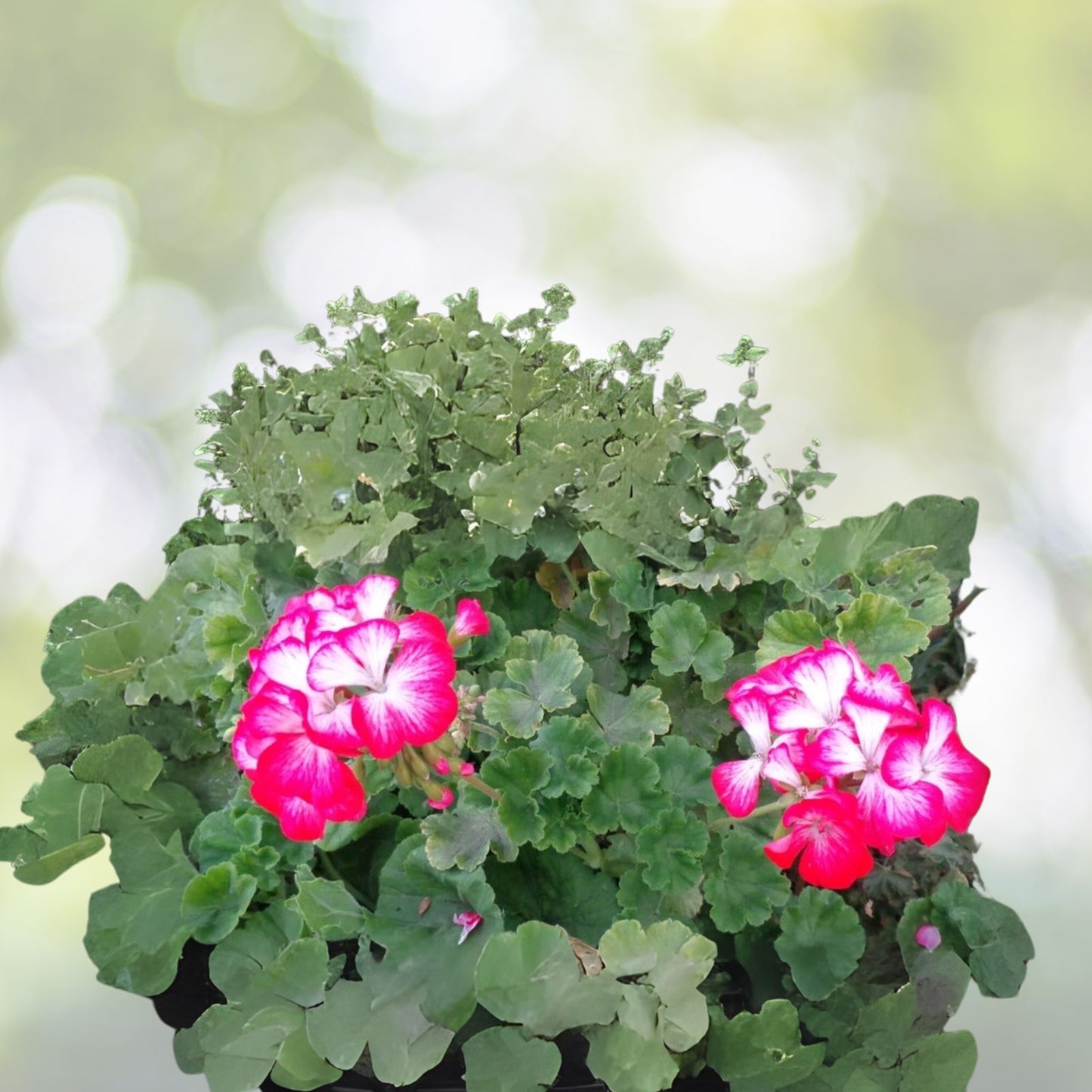 Rare Red & White Geranium Live Plant 2x6" Starter Cutting - Pelargonium spp.