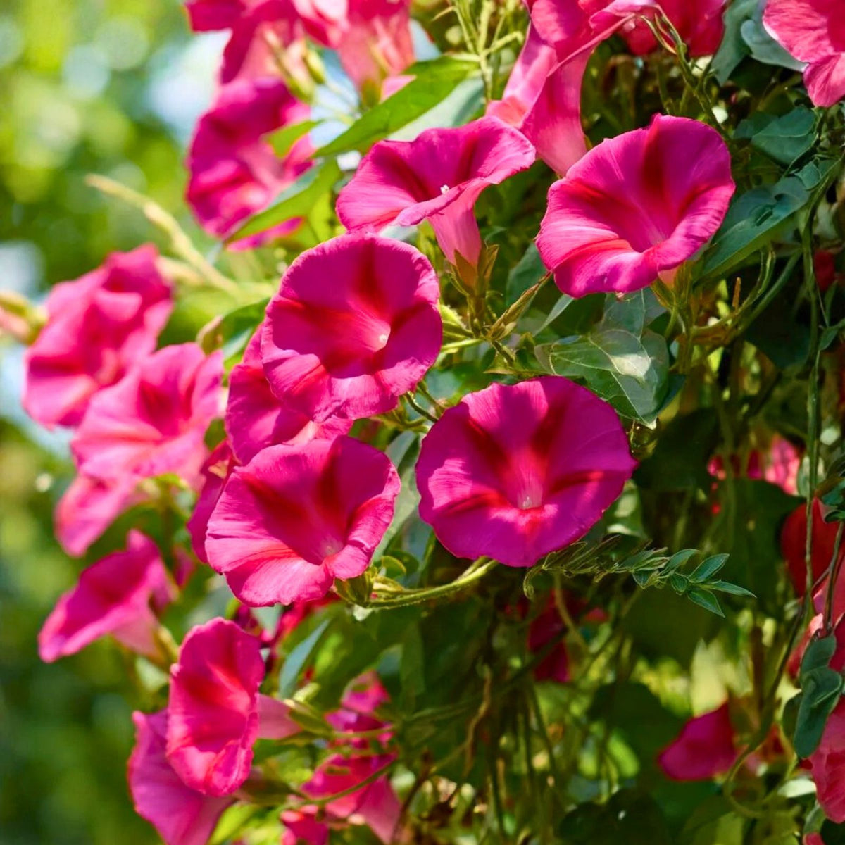 Scarlet O'Hara Morning Glory Seeds – 25+ Ipomoea purpurea Vibrant Blooms, Fast-Growing Flower Seeds for Garden