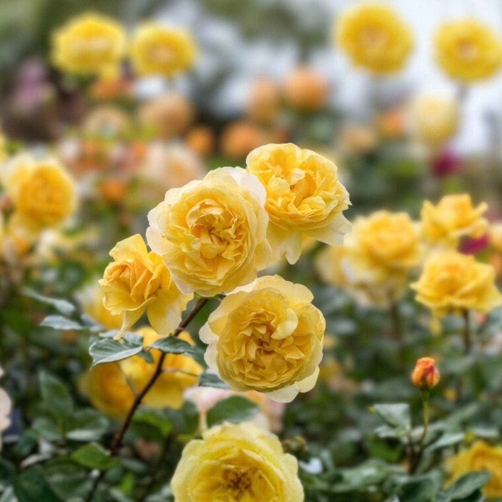 Orange Yellow Rose Bush 1-2 ft 'Arizona' AARS 1975 Winner Rosa spp. Hardy Landscape Plant for Gardens and Landscaping