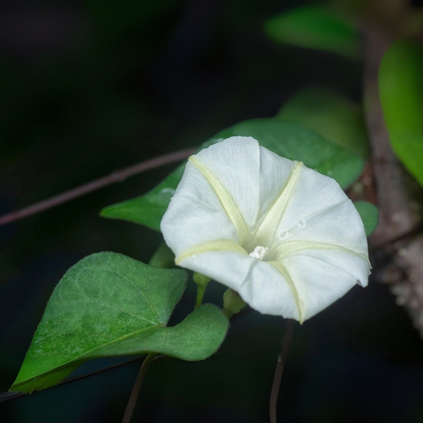 Tropical Night Blooming Vine - Exotic White Knight, Reflects Moonlight, Unique Perennial Plant - (Scientific Name Unknown)
