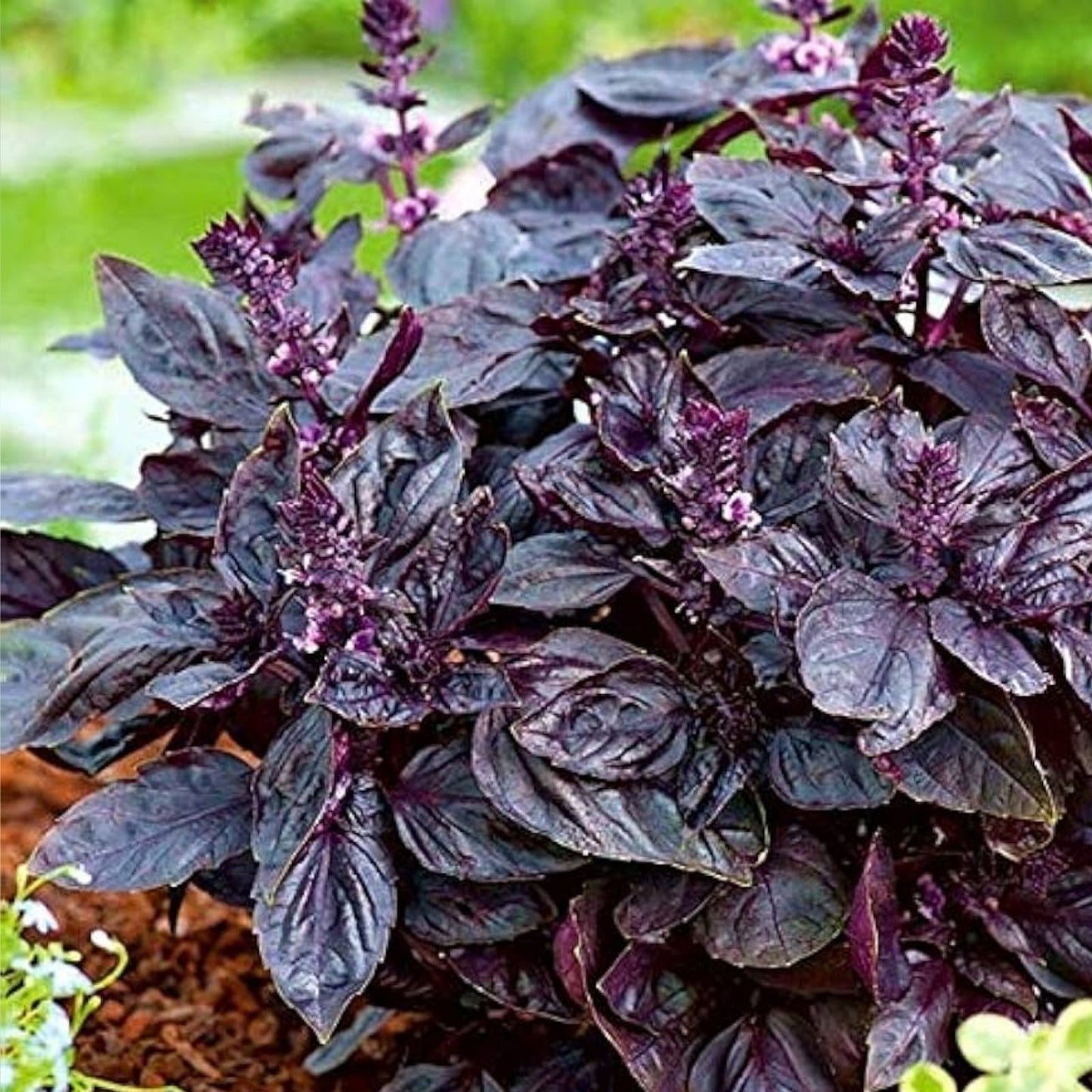 Purple Basil Herb Seeds 200 Count, Ocimum basilicum, Heirloom Variety for Home Gardening and Culinary Use