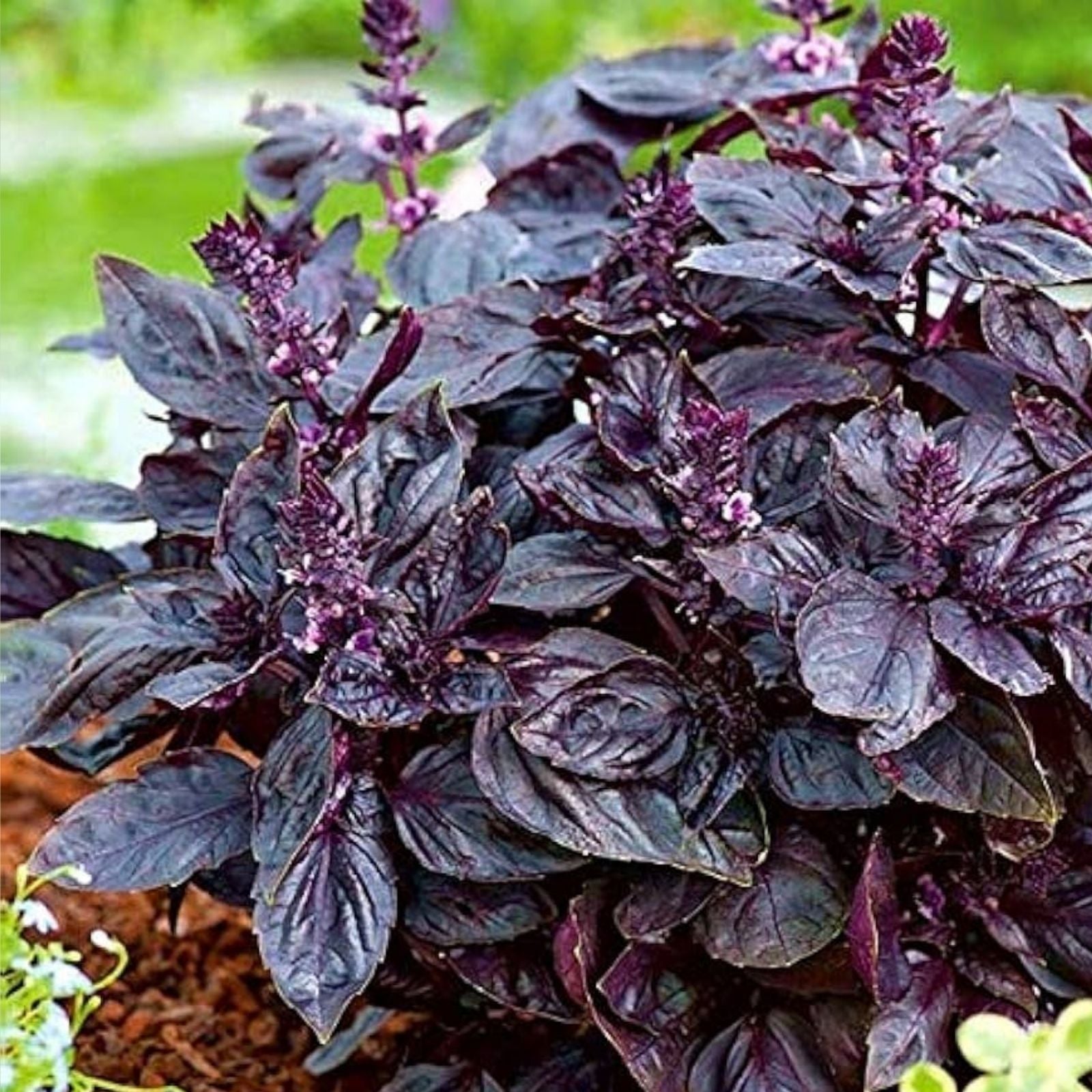 Purple Basil Herb Seeds 200 Count, Ocimum basilicum, Heirloom Variety for Home Gardening and Culinary Use