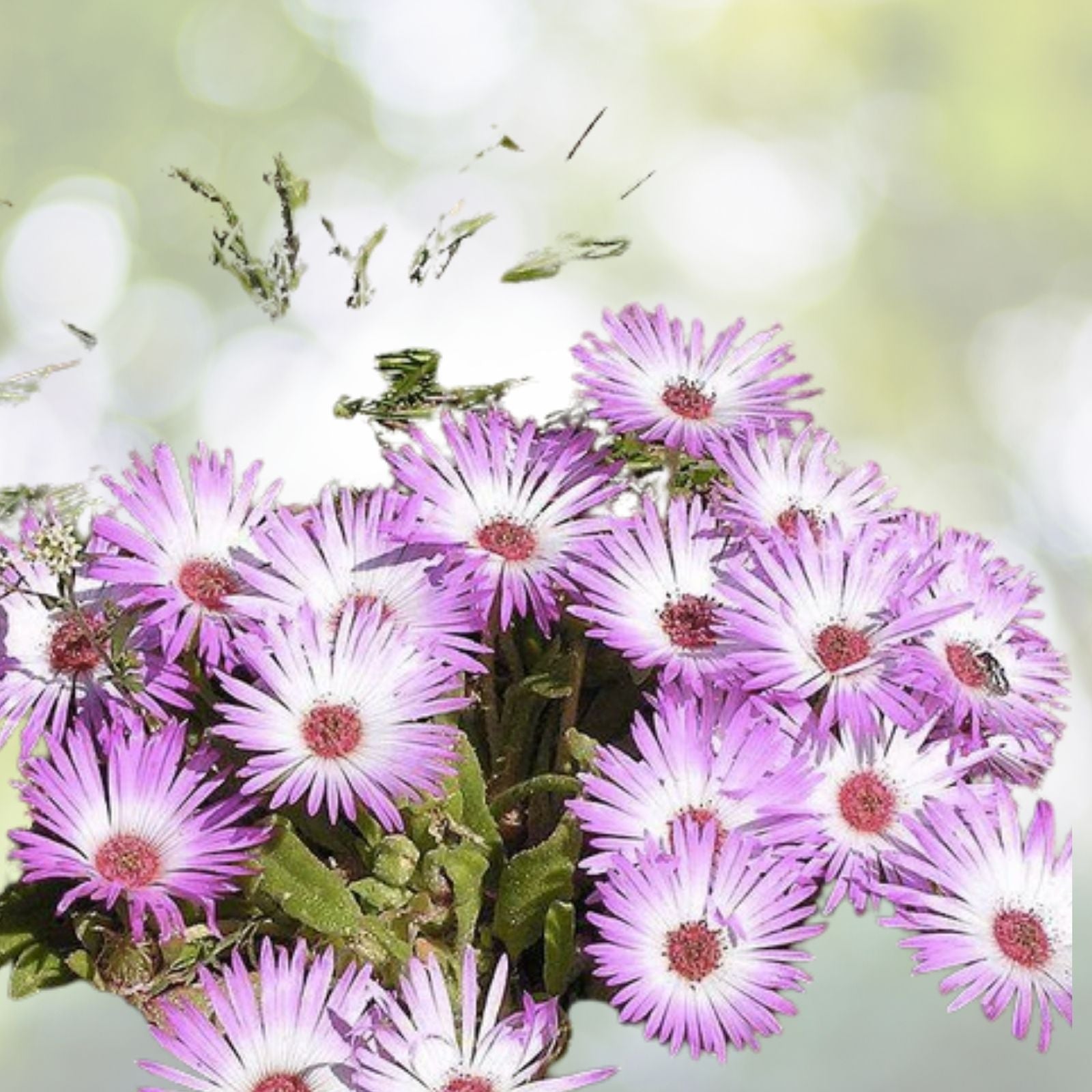 Ice Plant Succulent Seeds - Dorotheanthus bellidiformis - 400+ Seeds - Drought-Resistant Ground Cover - Free Shipping
