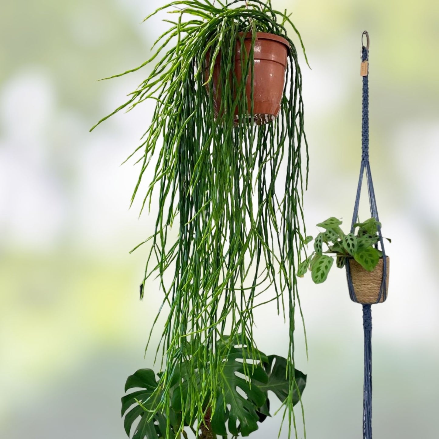 Rhipsalis Cuttings 2 Pieces Paradoxa ssp Septentrionalis Succulent Plants 8" Long, Indoor, Easy Care, Green Houseplant