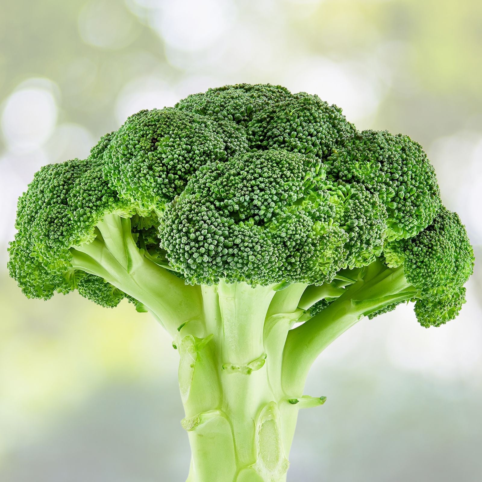 Heirloom Broccoli Seeds 25+ Waltham 29 Brassica oleracea Non-GMO Vegetable Seeds for Gardening