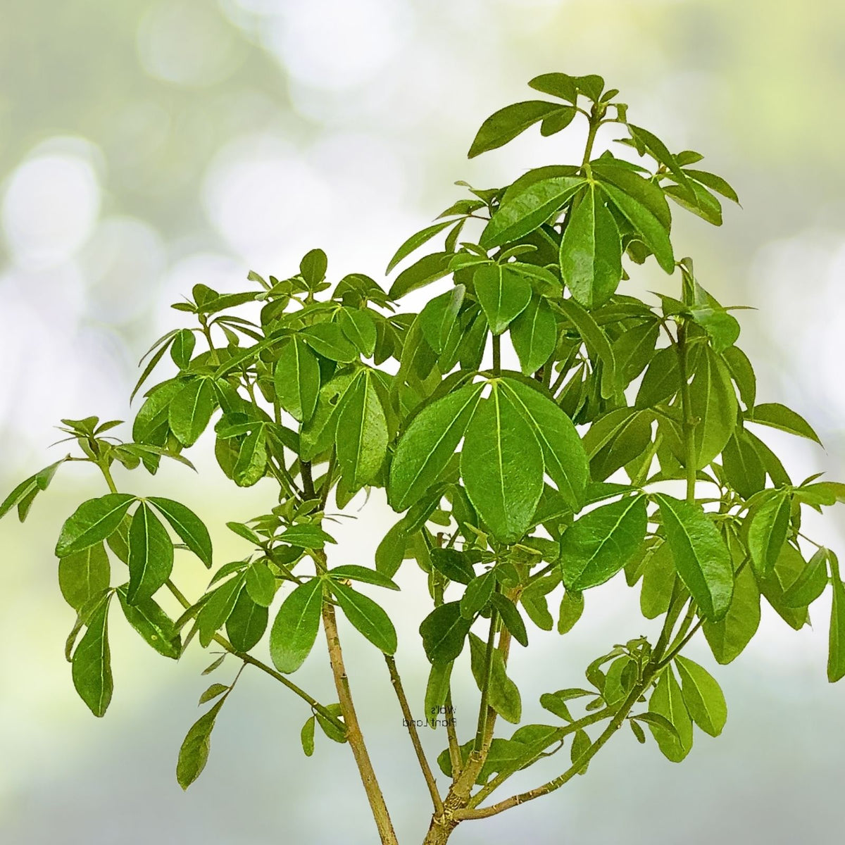 Choisya Ternata Live Plant - 1 Gallon Pot - Fragrant Mexican Orange Blossom Evergreen Shrub - Aromatic Garden Plant