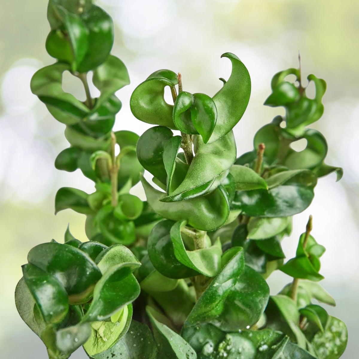 Hoya Hindu Rope Plant 4" Pot Hoya Carnosa Compacta Curly Waxy Leaves Easy Care Houseplant