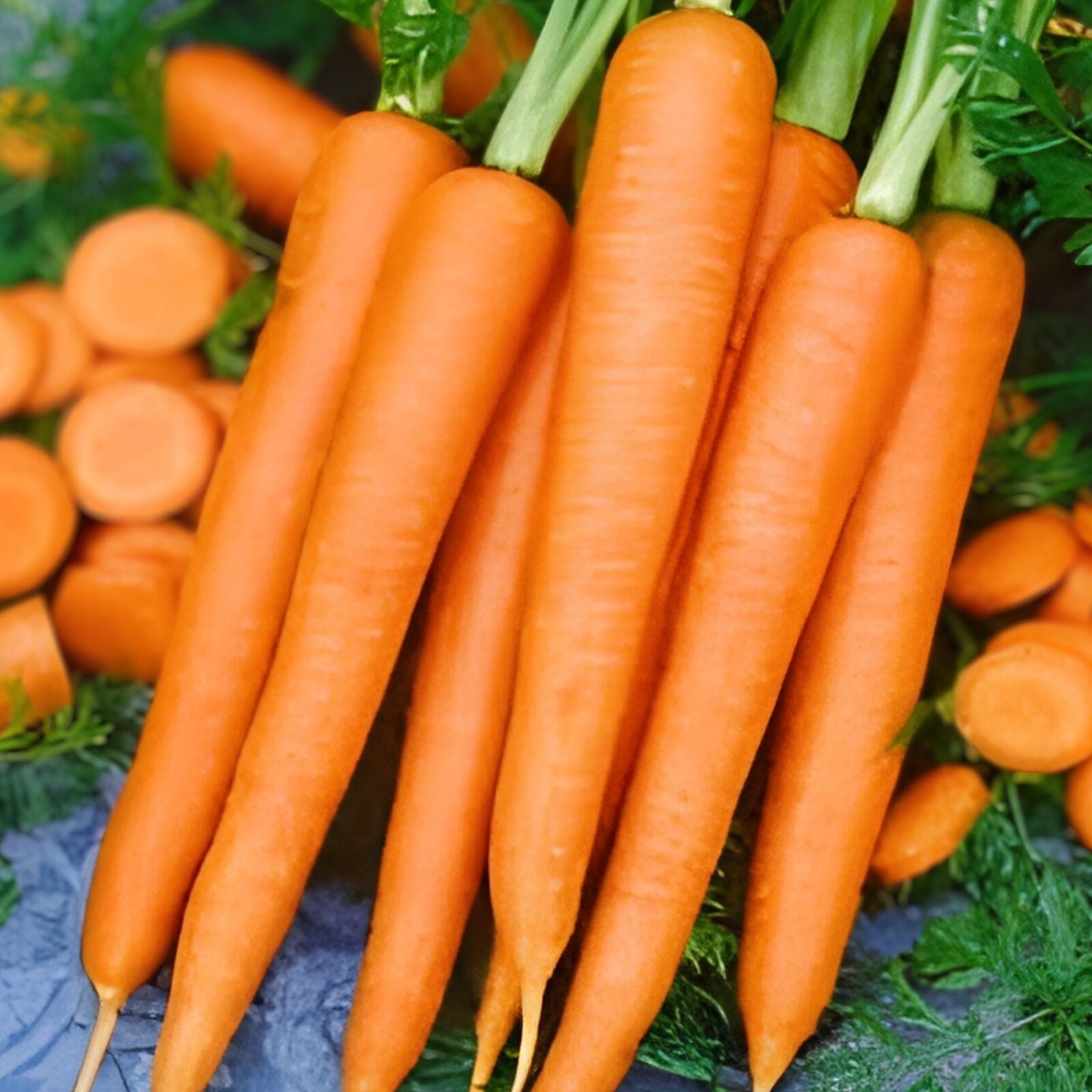 Heirloom Carrot Seeds Danvers Half Long Variety 50+ Seeds for Salads Daucus carota