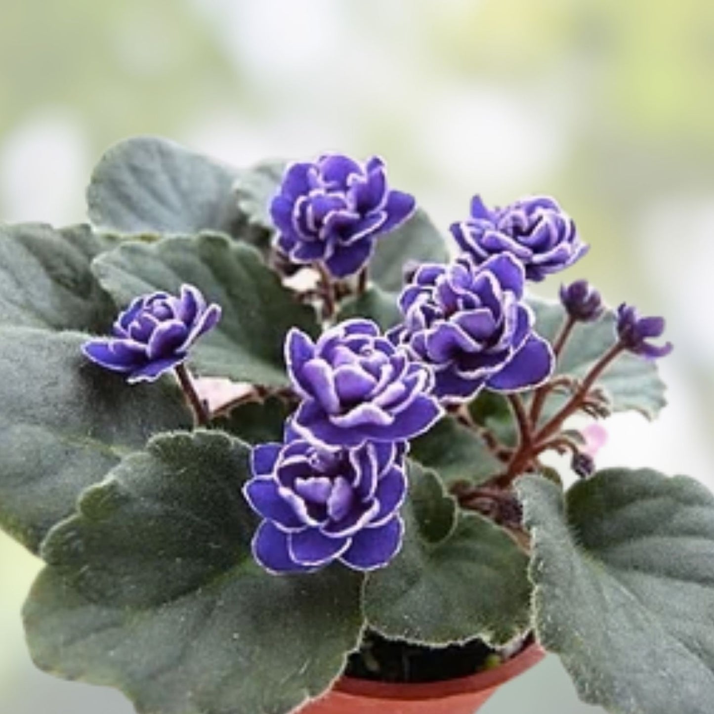 African Violet Leaves 2 Pack - Hunter's Slippery When Wet - Saintpaulia ionantha - Live Plant Cuttings