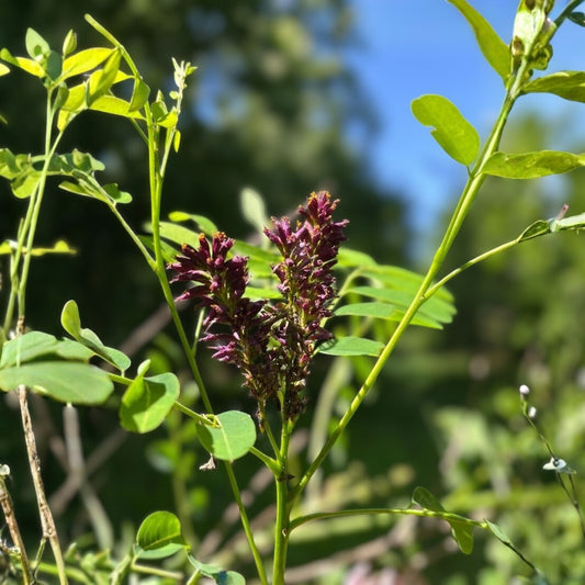 False Indigo Bush Seeds 100 Pack – Amorpha fruticosa Perennial Native Plant for Garden and Landscaping