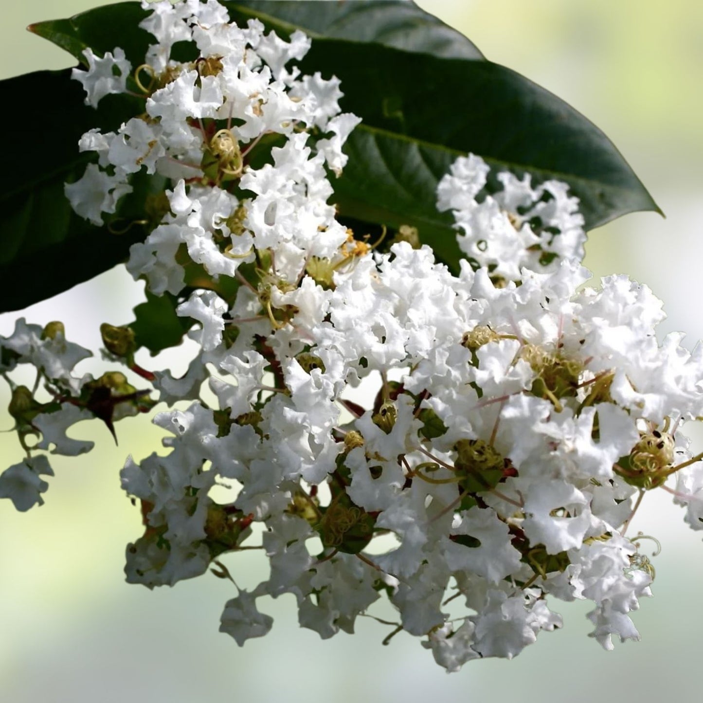 Crape Myrtle Cuttings - 10 Super Rare 'Natchez' Lagerstroemia indica x fauriei - Ornamental Flowering Plant