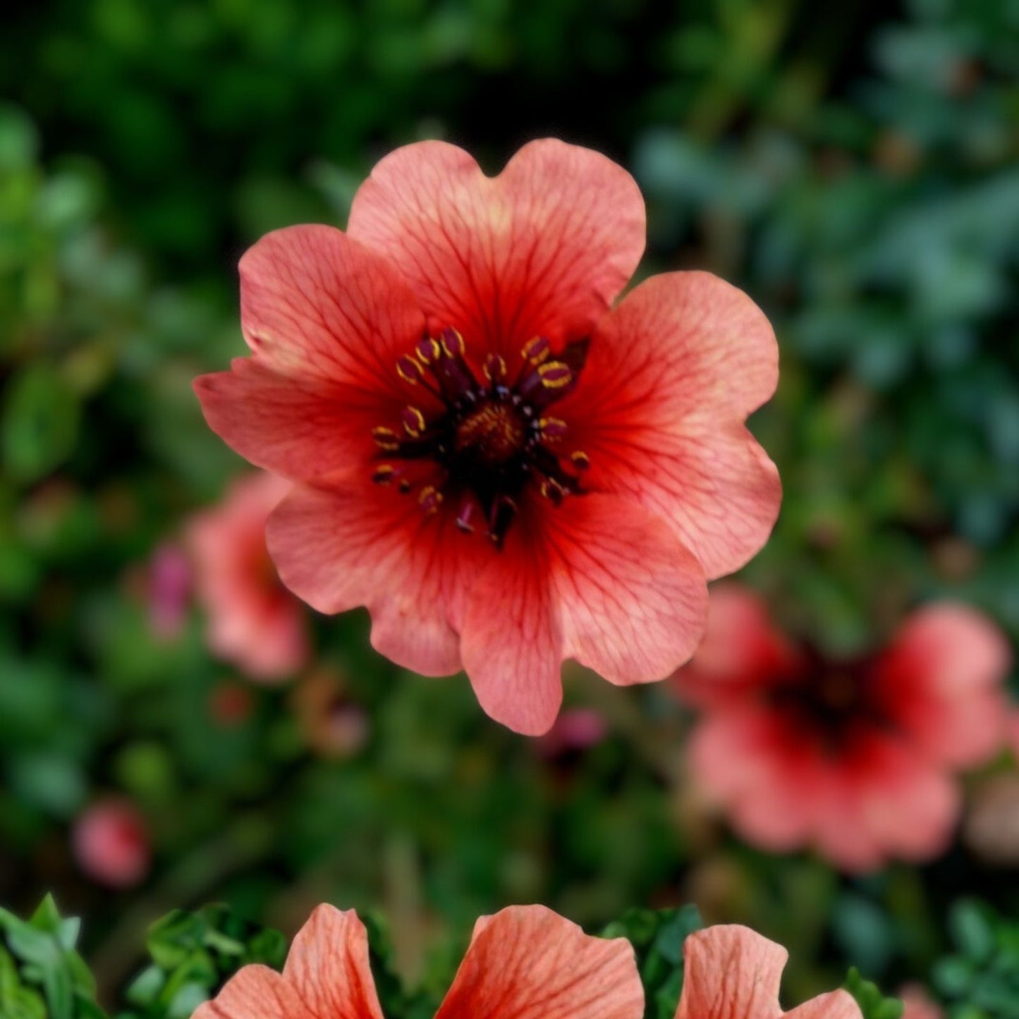 Potentilla Seeds 1000 Pack Deep Pink Flowers Potentilla fruticosa Melton Fire Garden Flower Seeds