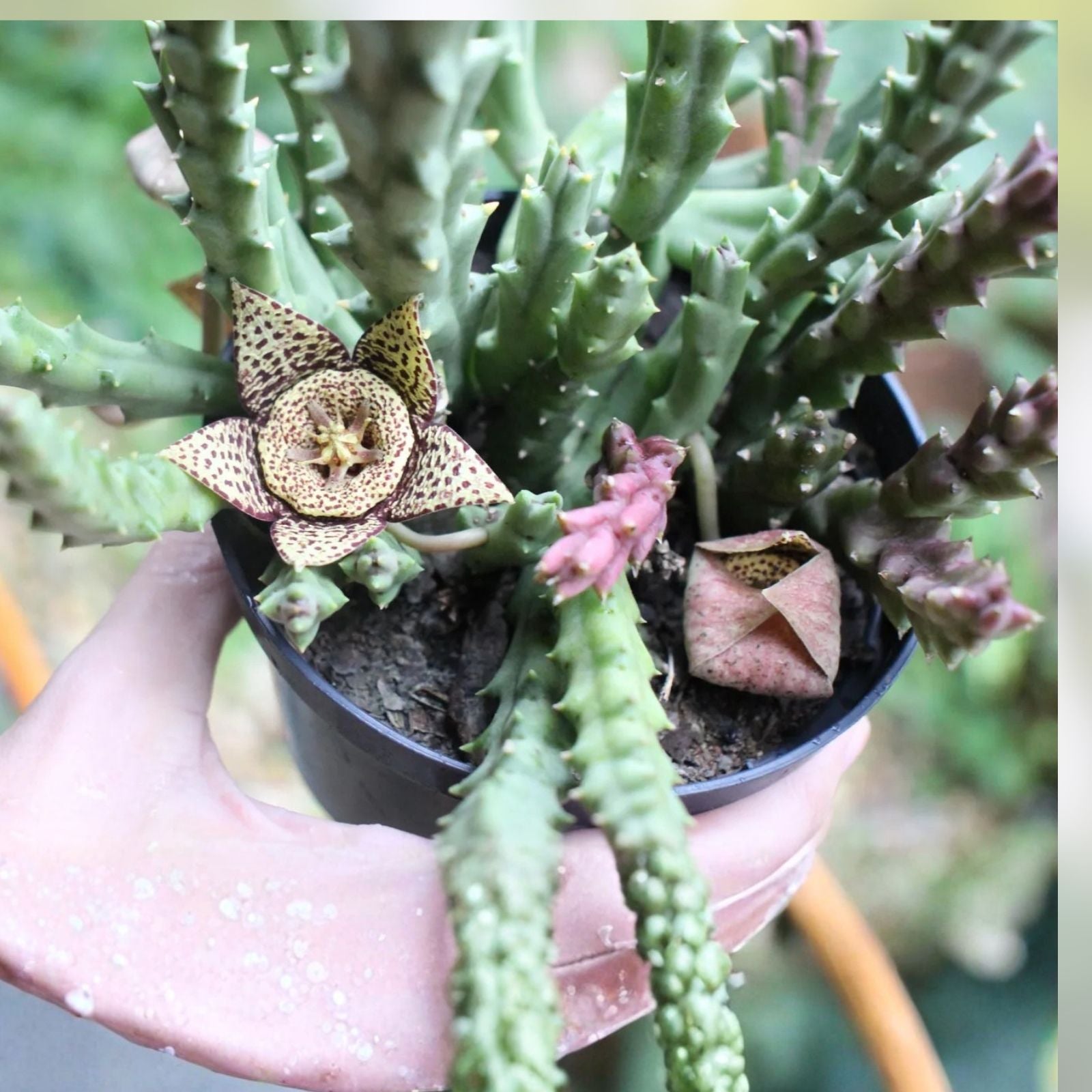 Orbea Variegata Succulent Cuttings – 4 Pieces, 3-5 Inches, Green and White Variegation, Easy Care, Unique Succulent Plant