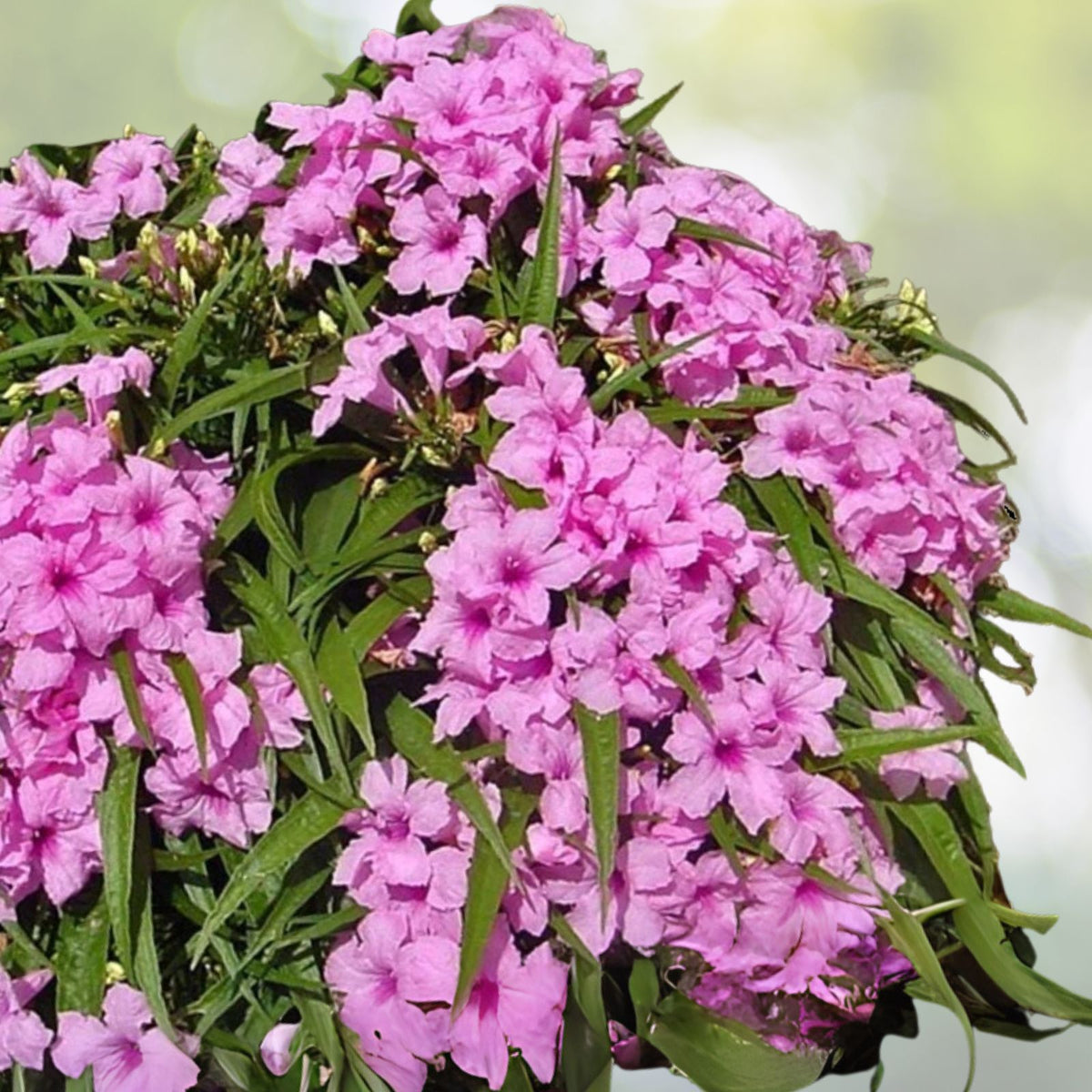 Dwarf-Pink-Mexican-Petunia-Live-Plant-3-to-4-Inch-Ruellia-simplex-No-Pot-Shipping