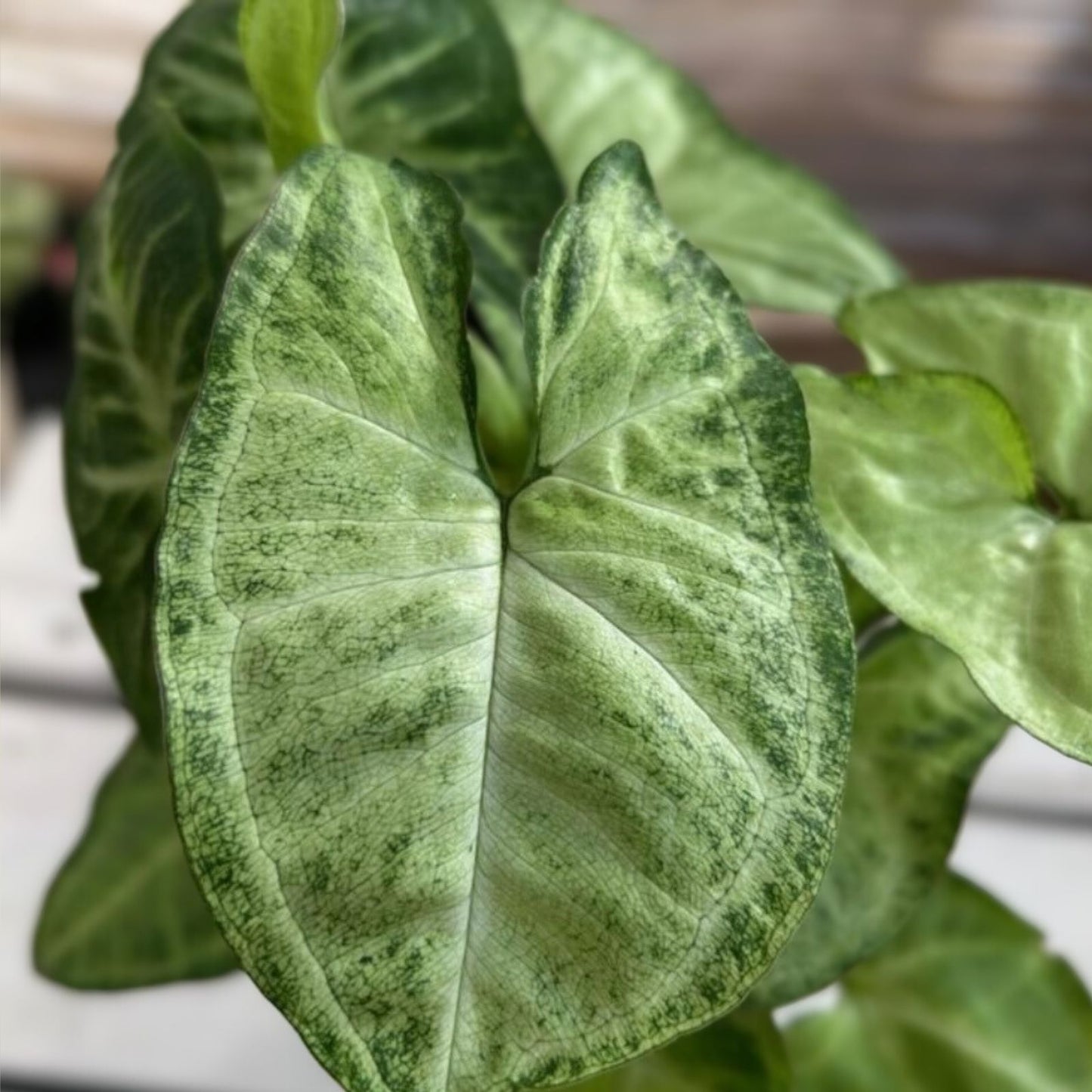 Syngonium Podophyllum White Butterfly Arrowhead Vine Live Houseplant, Indoor Plant, Green and White Variegation