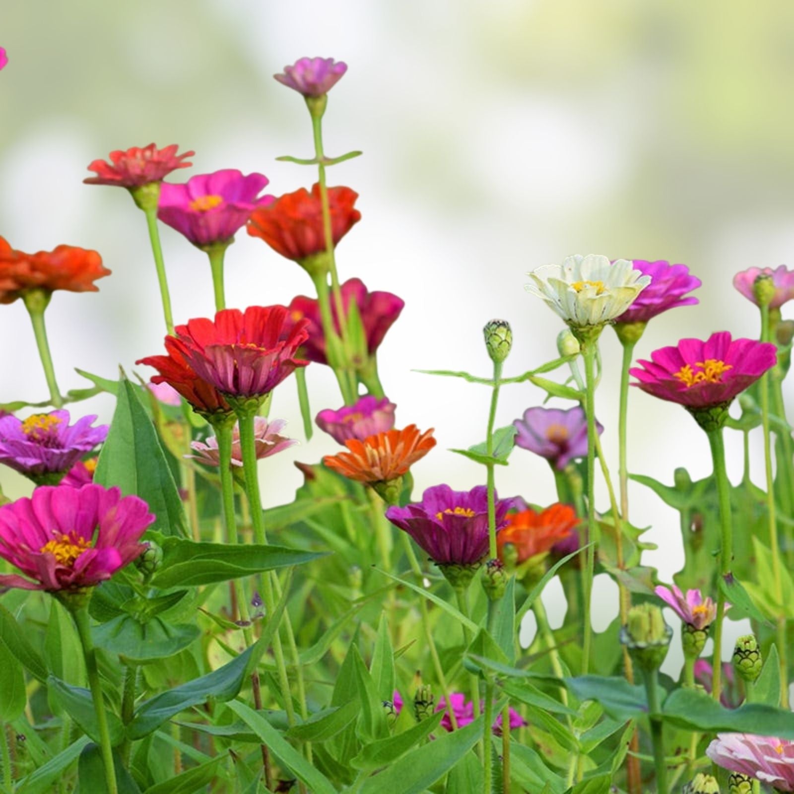 Zinnia Seeds 100 Count Short Stuff Mix Colorful Annual Flower Garden Seed Blend Zinnia elegans
