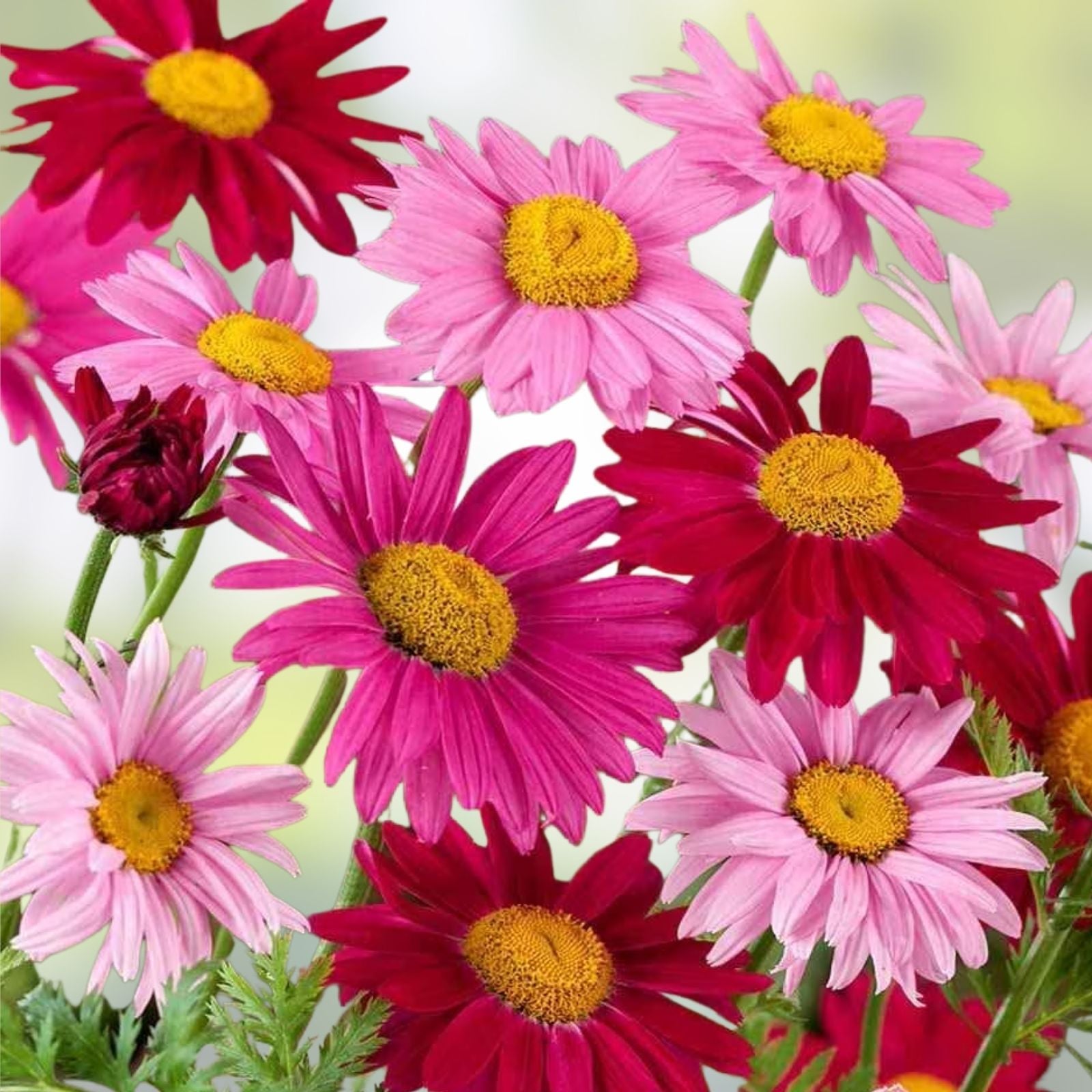Painted Daisy Seeds 2,500 Count - Easy to Grow Perennial Chrysanthemum - Bright Flowers, Garden Flower Seeds