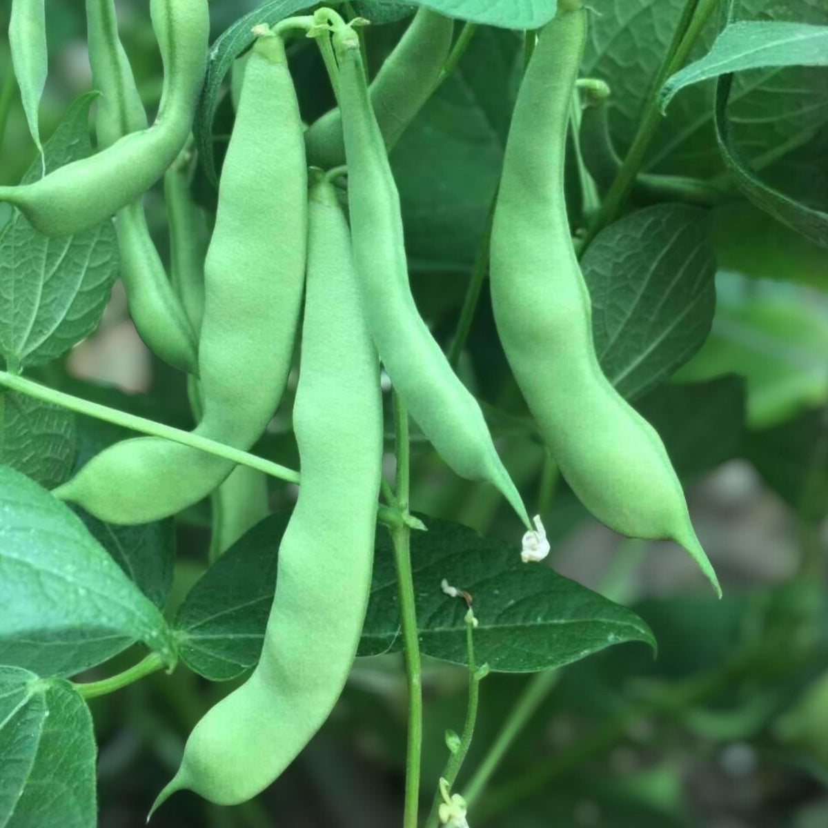 Heirloom Bean Seeds Mix - Non-GMO Garden Collection - 4 Varieties for Planting - Phaseolus vulgaris