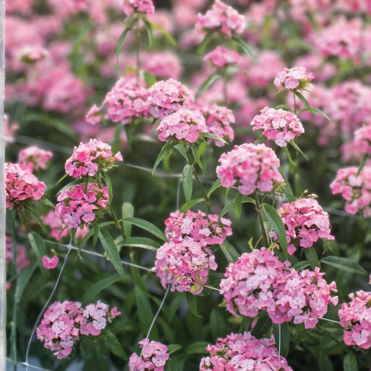 Peach Luster Dianthus Seeds 500+ Bulk Annual Flower Seeds Carnation Variety Dianthus caryophyllus