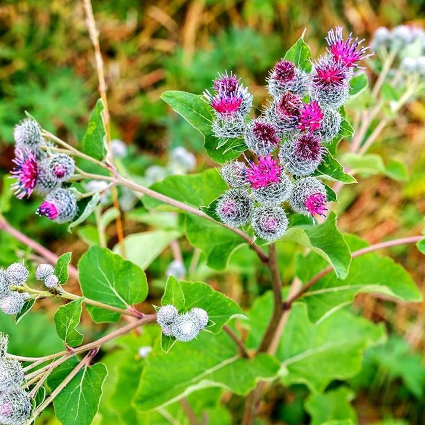 Greater Burdock Root Seeds 50 Pack, Organic Arctium lappa Herb Seeds for Gardening and Herbal Remedies