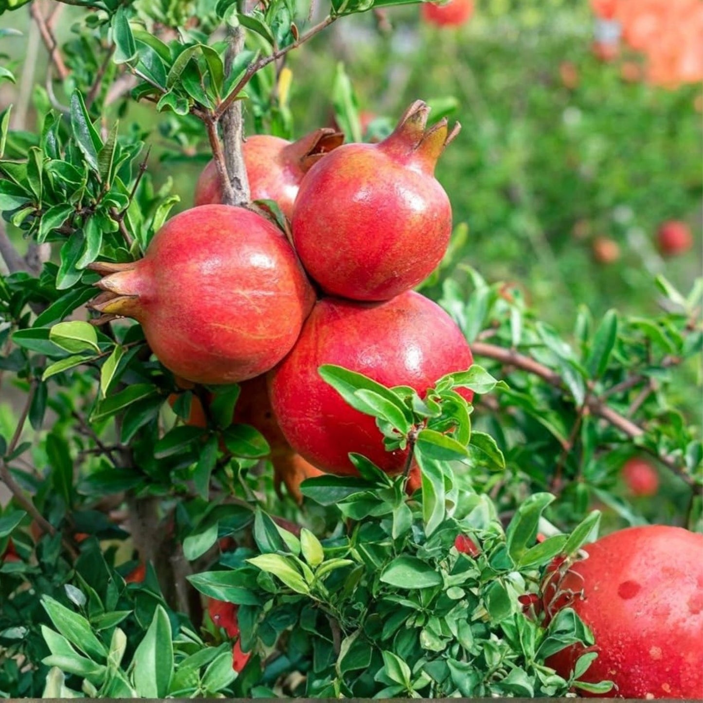 Pomegranate Tree Cuttings - 3 Fresh Cuttings - Sweet Variety - Punica granatum - Fruit Bearing, Garden Plant