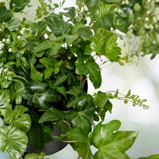 English Ivy Plant - Trailing Climbing Houseplant - Lush Dark Green Leaves - Hedera helix