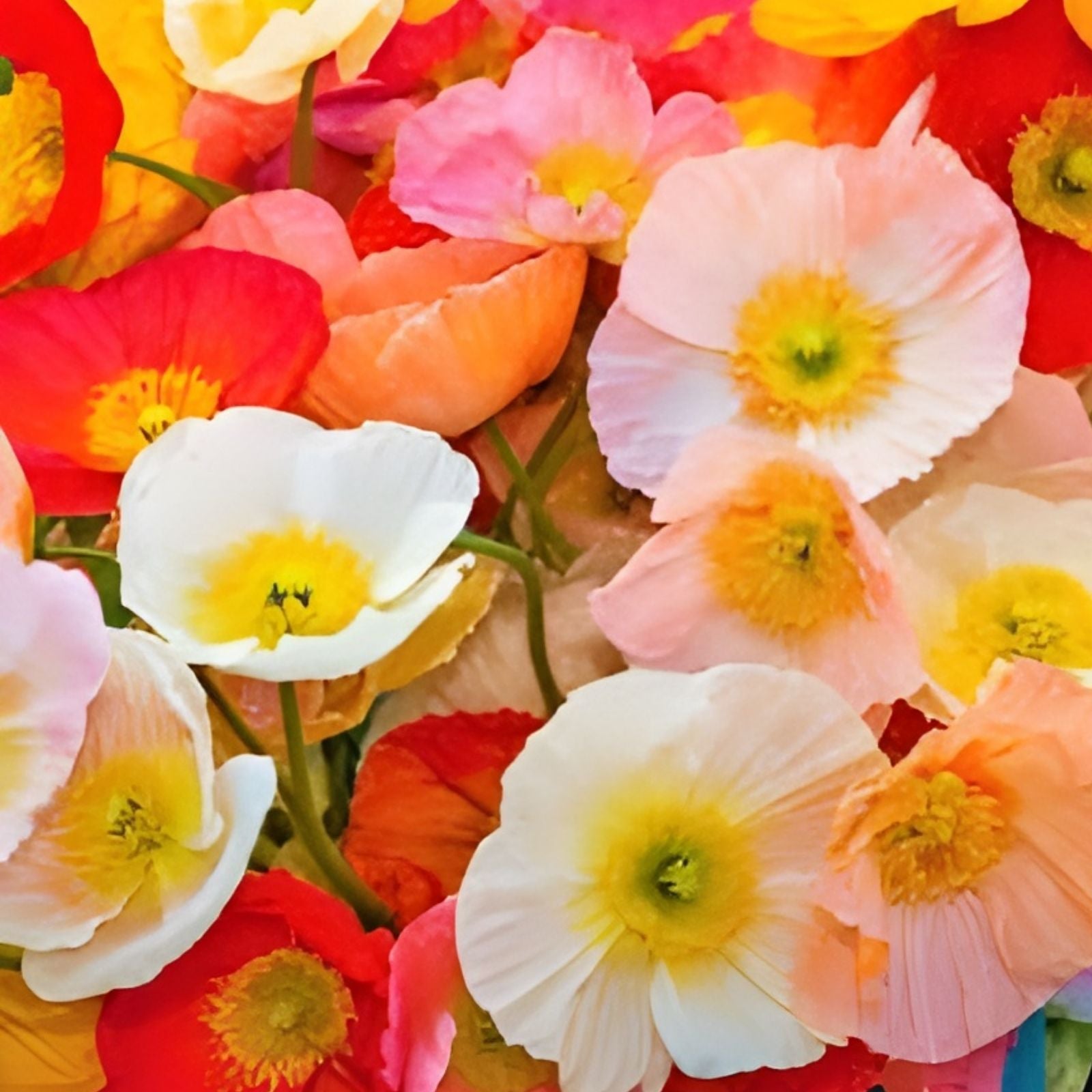 Iceland Poppy Seeds 500 Count for Planting - Papaver nudicaule - Colorful Flower Mix - Garden Flower Seeds