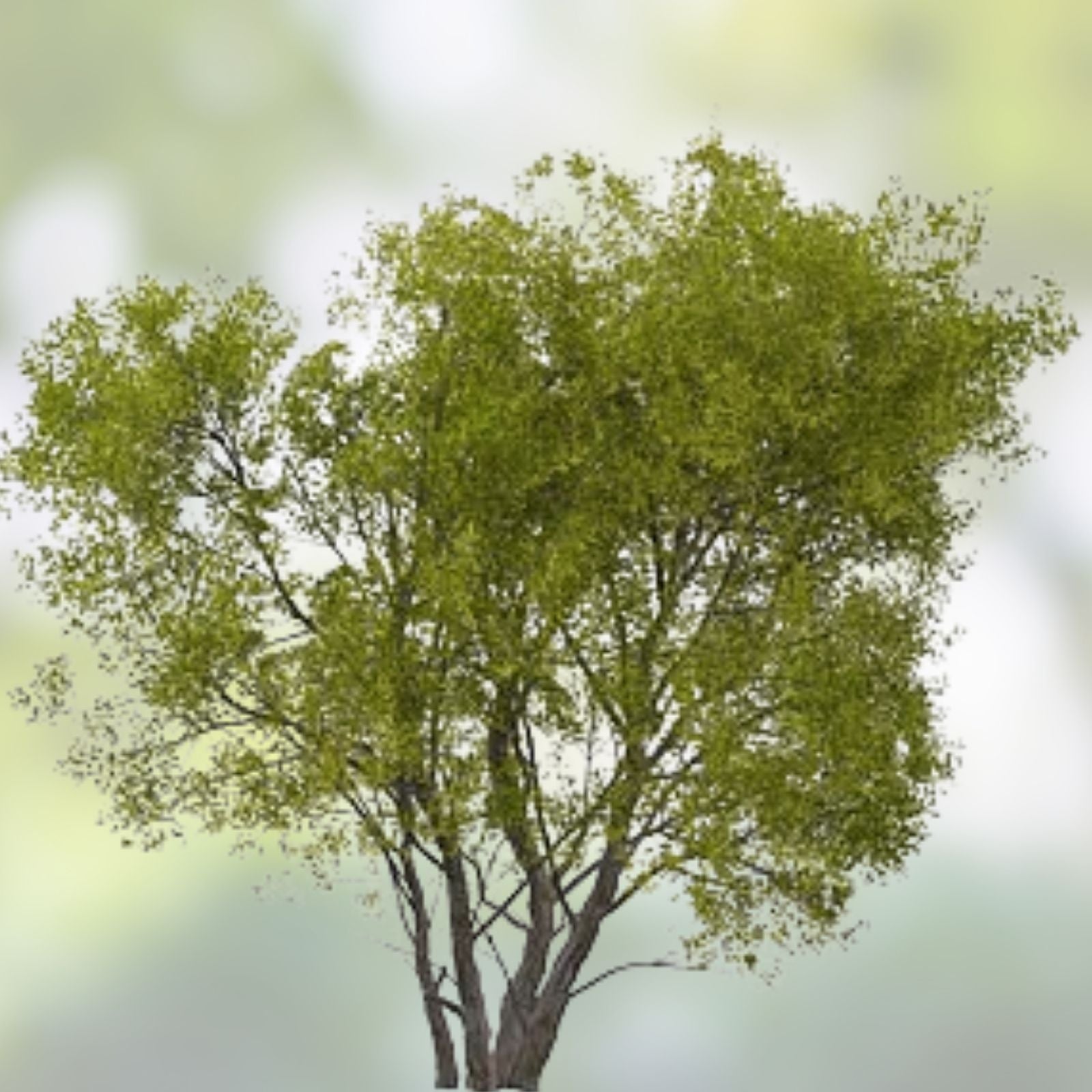 Austree Hybrid Willow Trees 10 Pack, Fast Growing Shade and Privacy Trees, Salix × sepulcralis