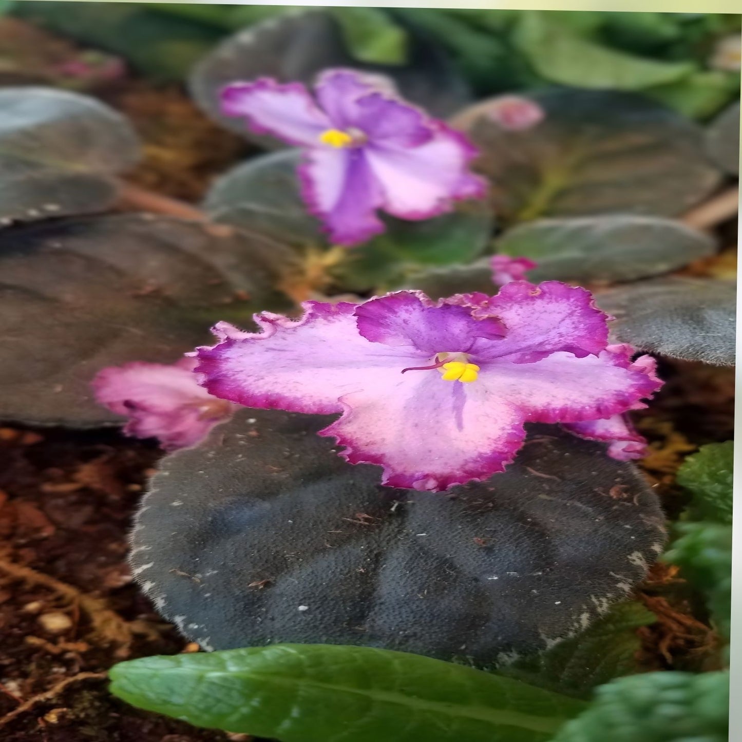 African Violet Leaf with Light Pink Double Blooms - Ian Minuet Variety - Houseplant, Gift, Home Decor