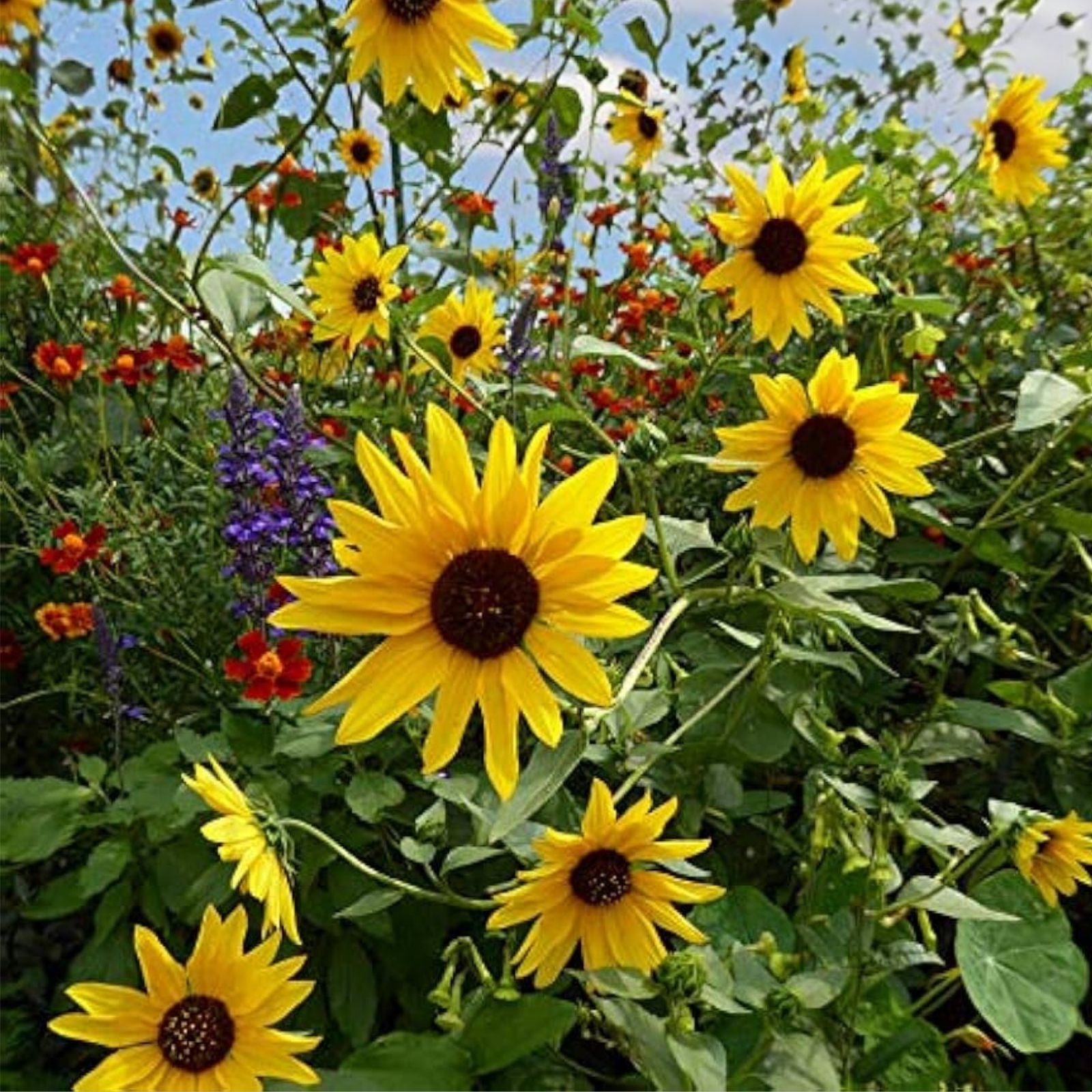 Organic Wild Sunflower Seeds 200 Pack Non-GMO USA Grown Helianthus annuus Wildflower Seeds