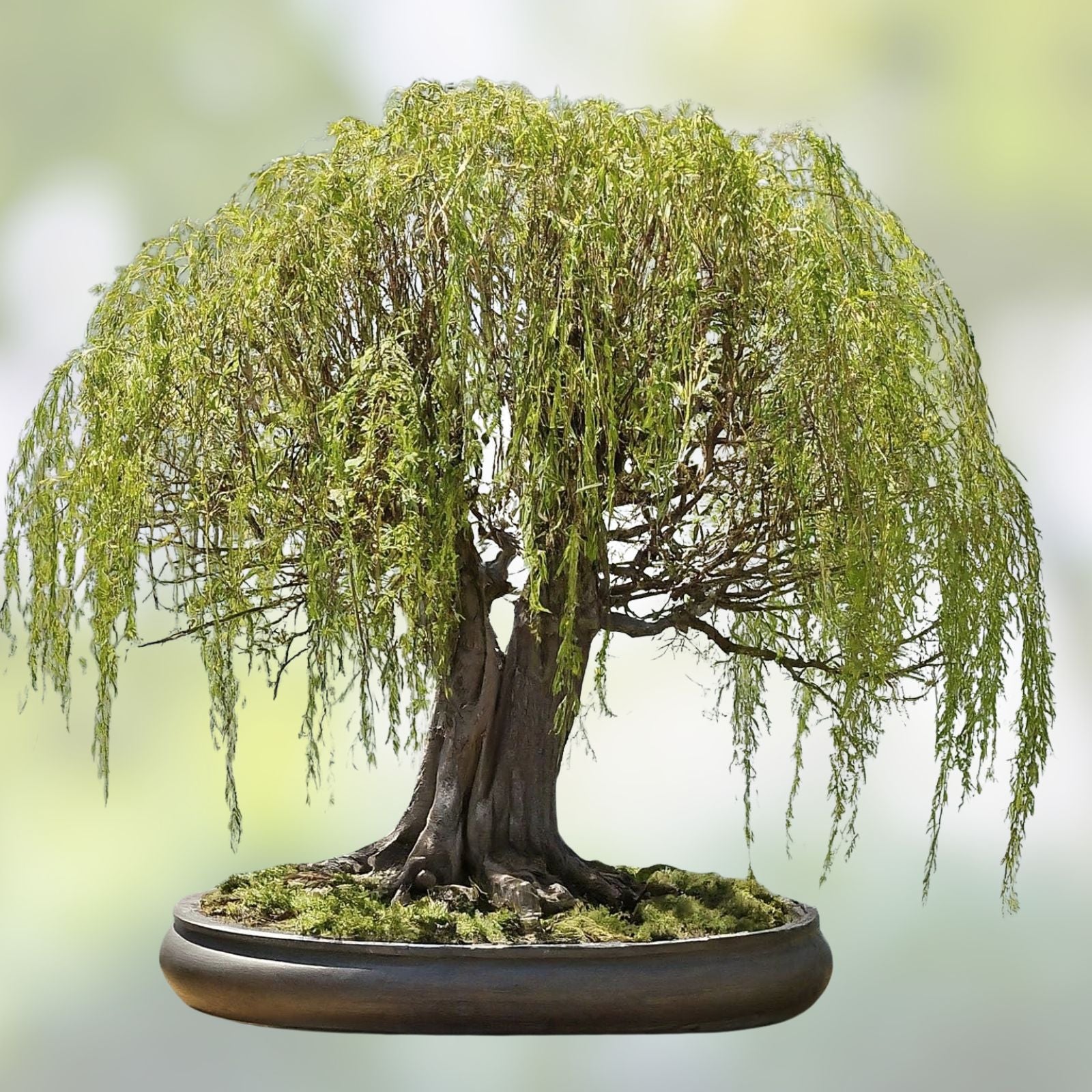 Willow Bonsai Bundle - 9 Exotic Rare Varieties - Salix spp. - Live Indoor Outdoor Tree Collection