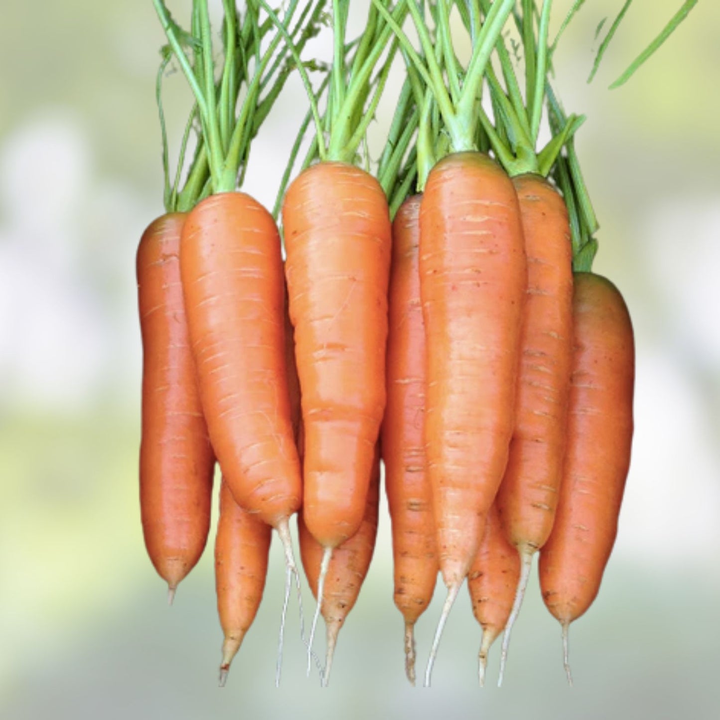 Scarlet Nantes Carrot Seeds 100+ | Heirloom Variety Daucus carota | Organic Vegetable Seeds for Gardening