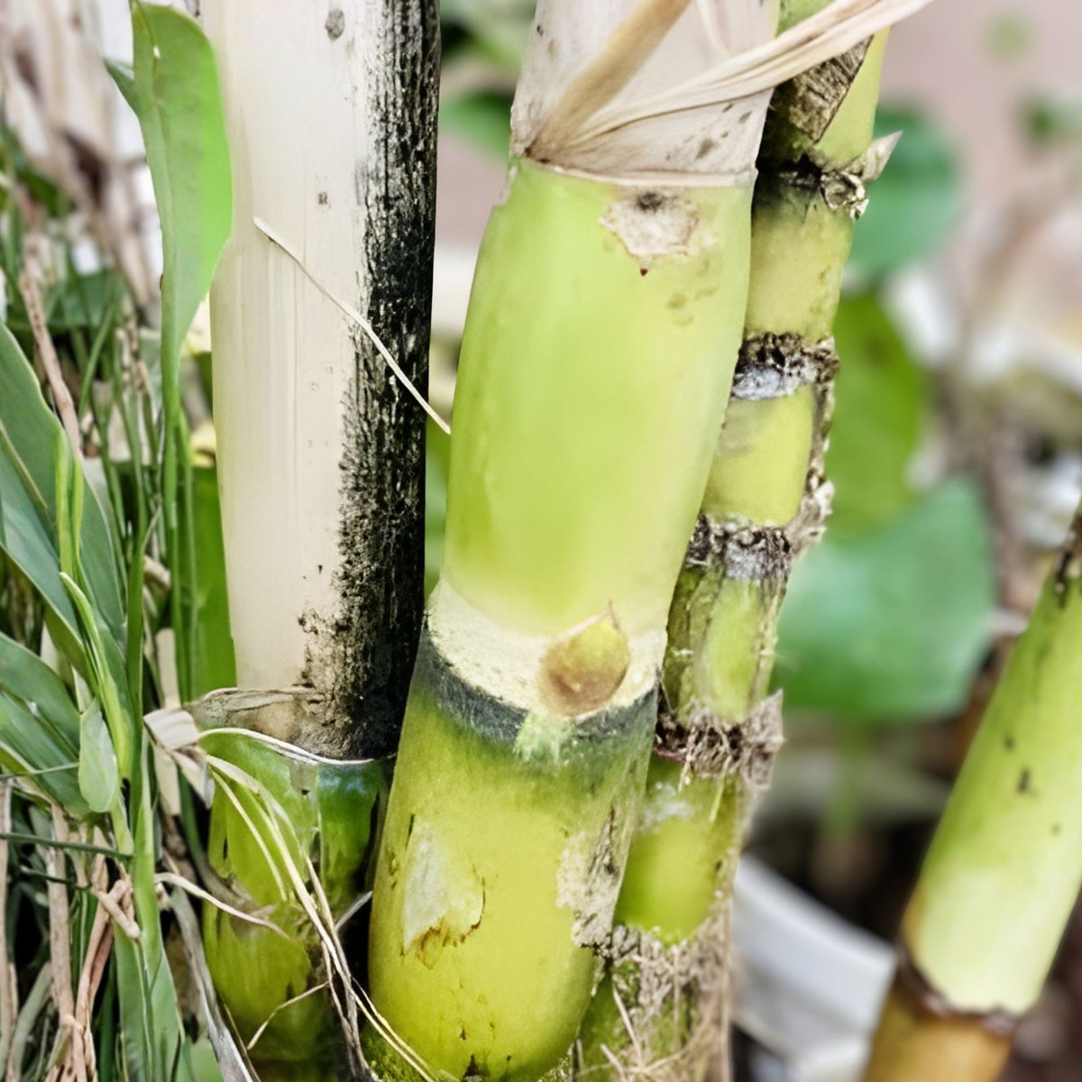 Live Green Sugarcane Plants - 3 Pack Sweet Juicy Cuttings - Fresh Saccharum officinarum Cane Plants