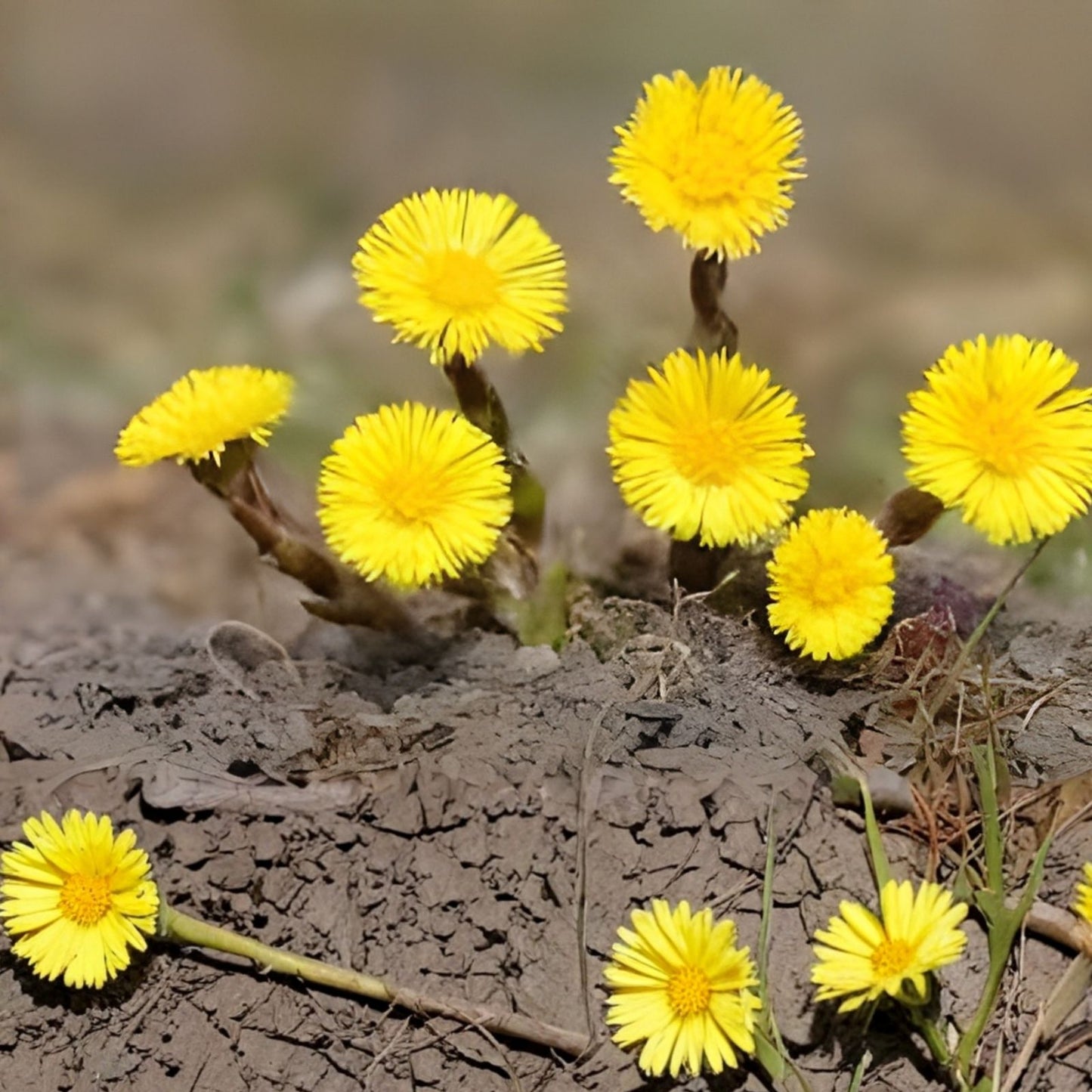 Coltsfoot Plants 10 Rooted Organic Tussilago Farfara Medicinal Herb for Natural Remedies