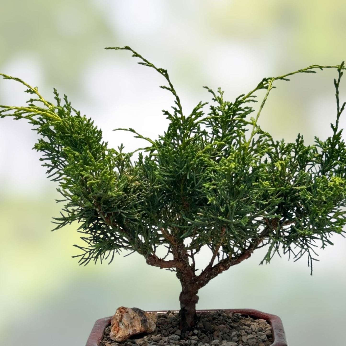 Shimpaku Bonsai Tree 18” Itoigawa Literati Juniperus chinensis 'Itoigawa' in American Pot, Jin/Shari Style