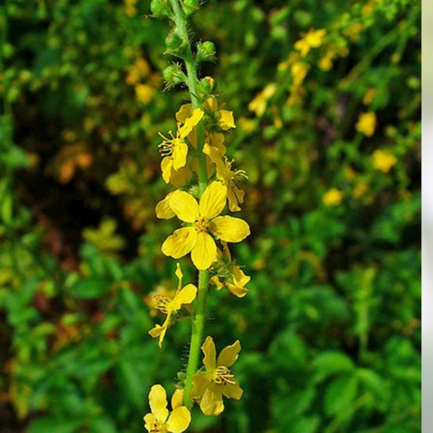 Wildflower Seeds for Planting - Church Steeples Agrimonia eupatoria - Perennial Garden Flowers - 100 Seeds