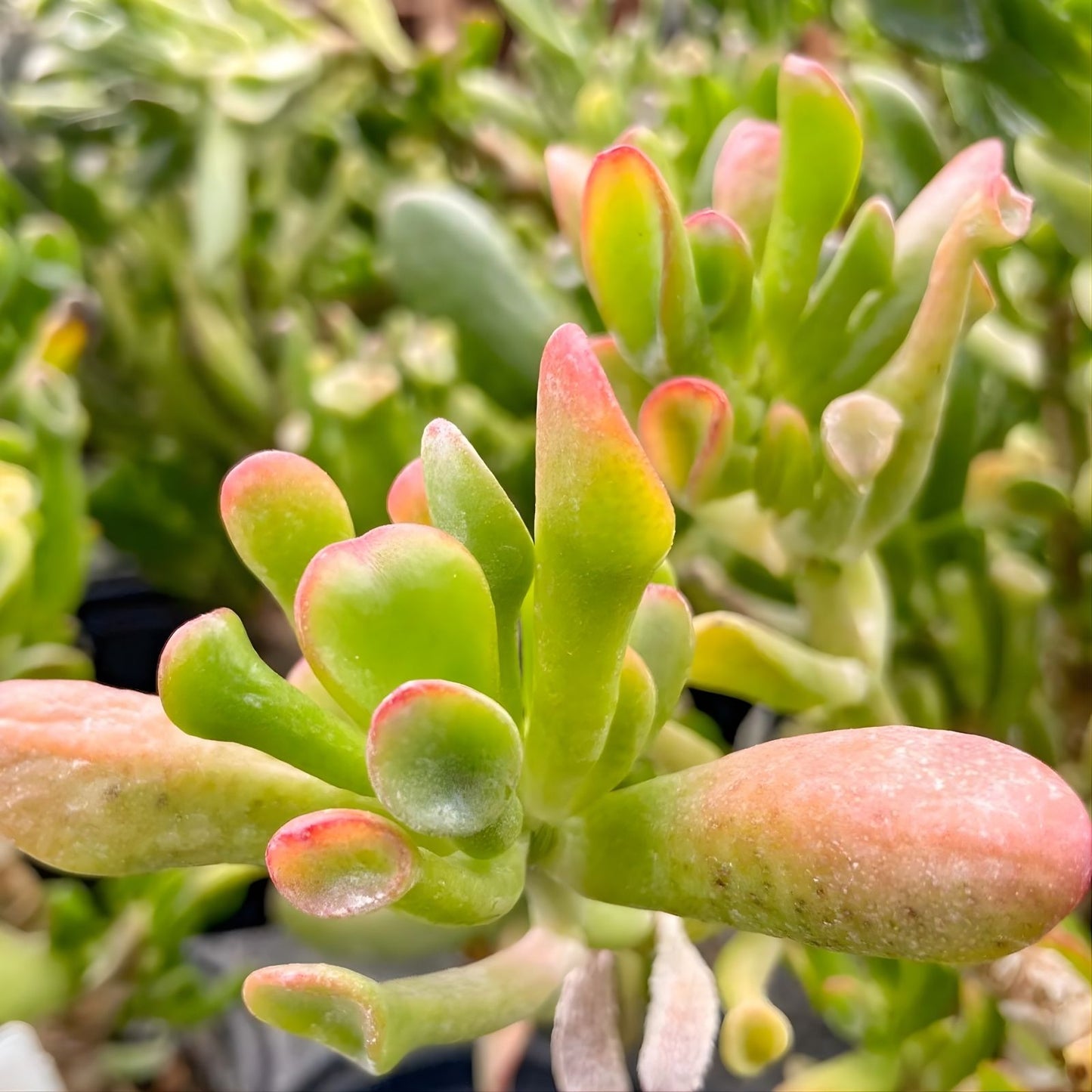 Hobbit Jade Succulent Plant 2-4" Crassula ovata Money Tree Ogre's Ear Indoor Garden Easy Care Low Maintenance