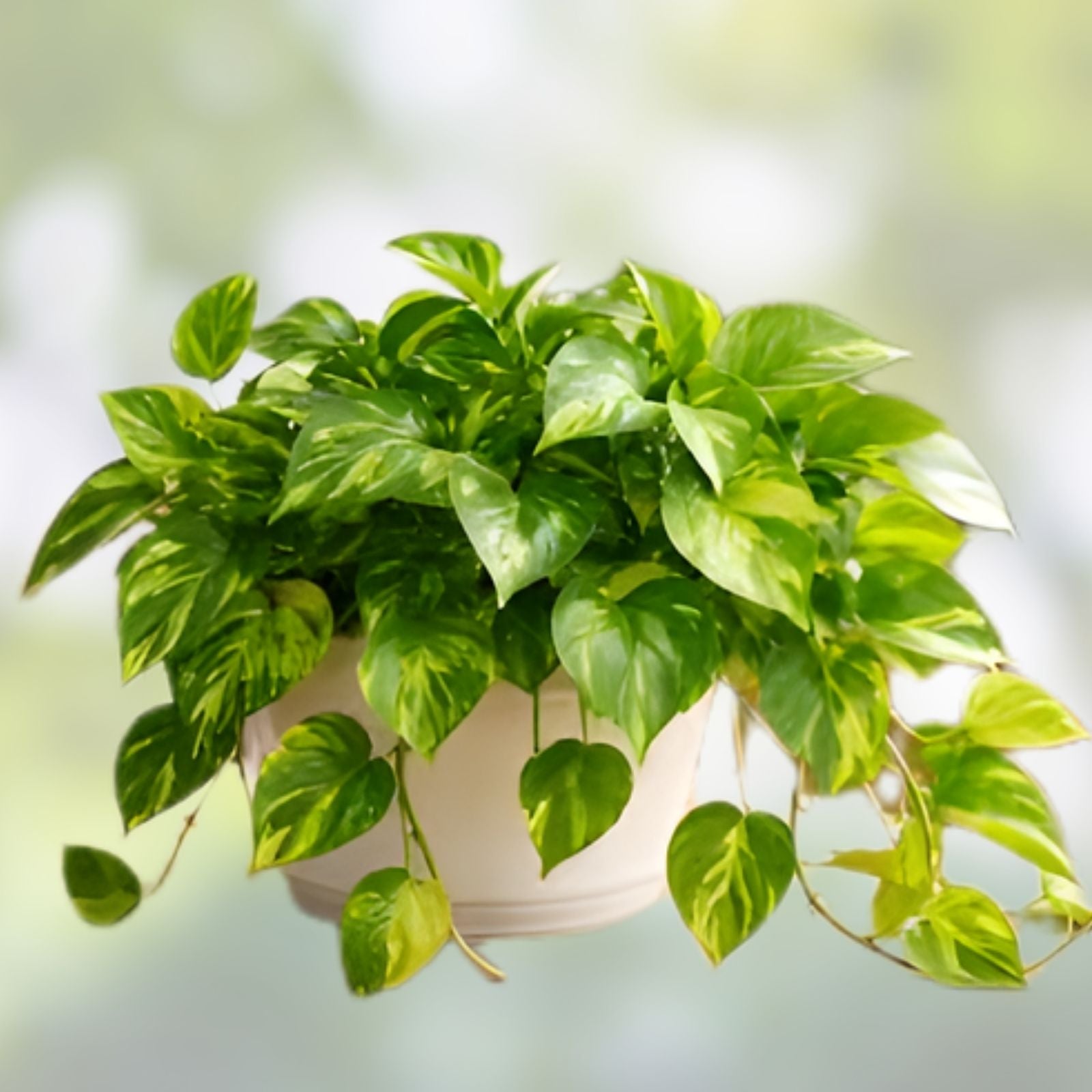 Pothos Cutting | Rooted Green Vine Plant | Epipremnum aureum | Houseplant, Indoor Plant, Trailing Plant