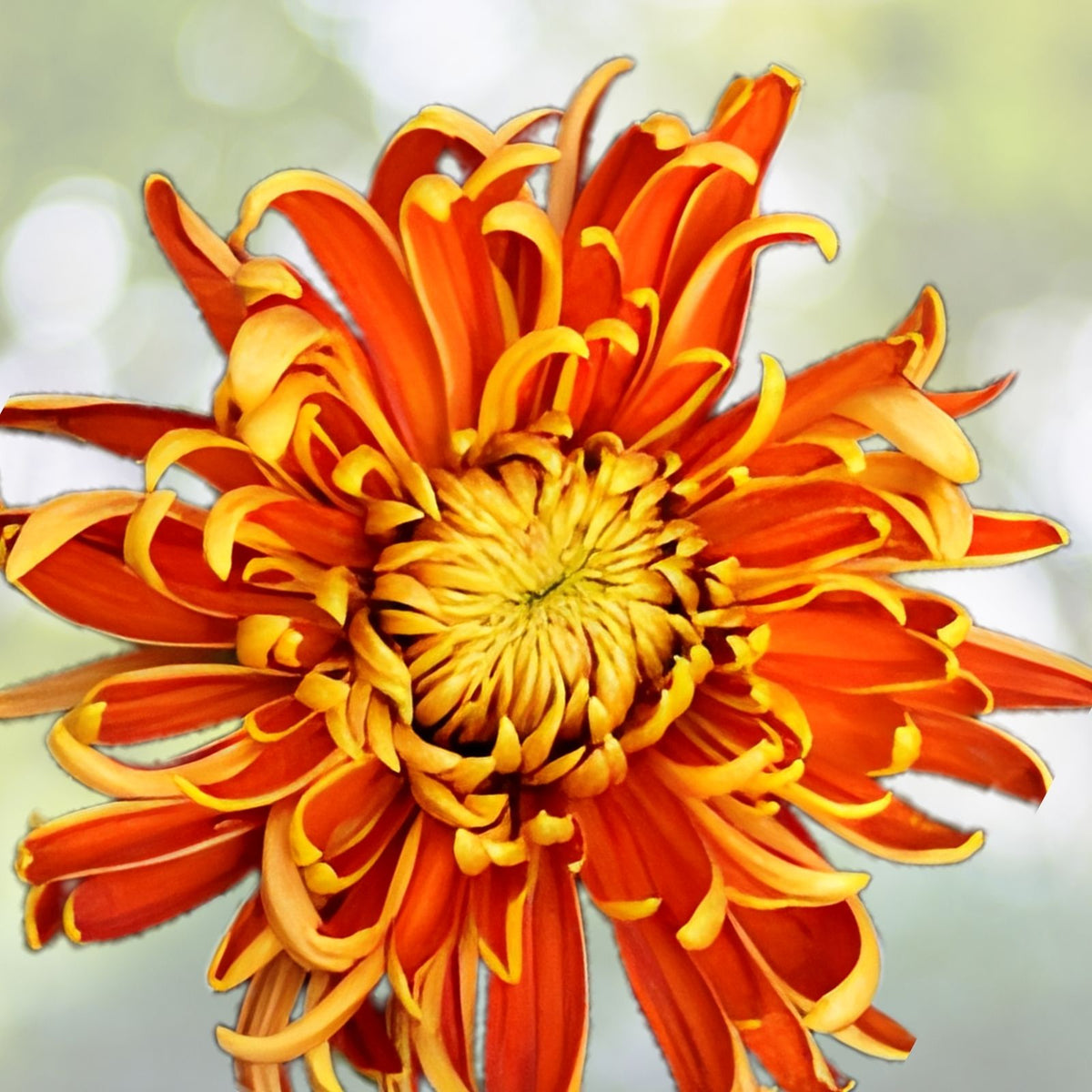 Chrysanthemum Seeds Bountiful Mix 200+ Seeds Annual Flower Seeds Mum Flower Garden Planting Chrysanthemum spp.