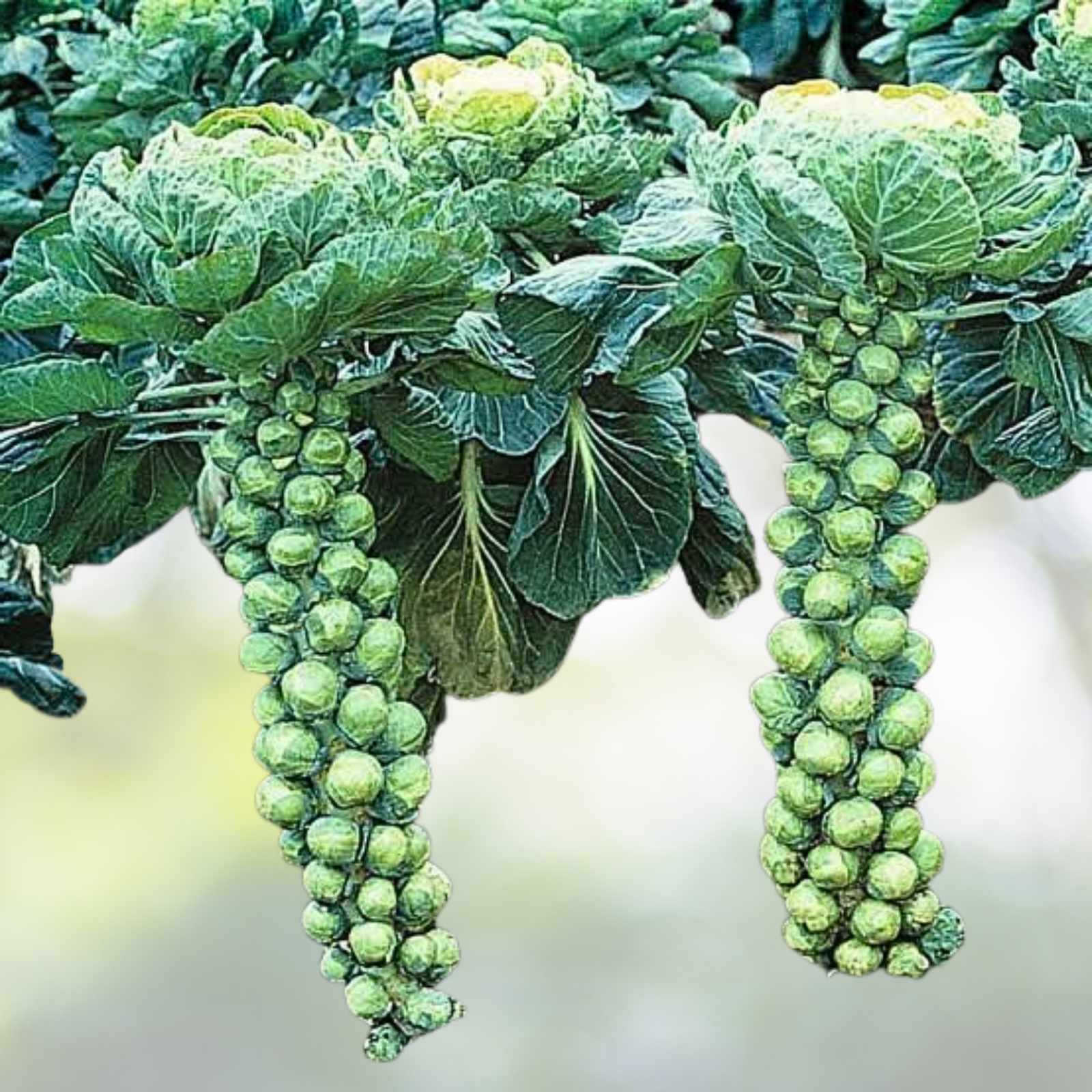 Brussel Sprouts Seeds - 500 Non-GMO CATSKILL Dwarf Variety - Sweeter with Frost - 90 Days to Harvest