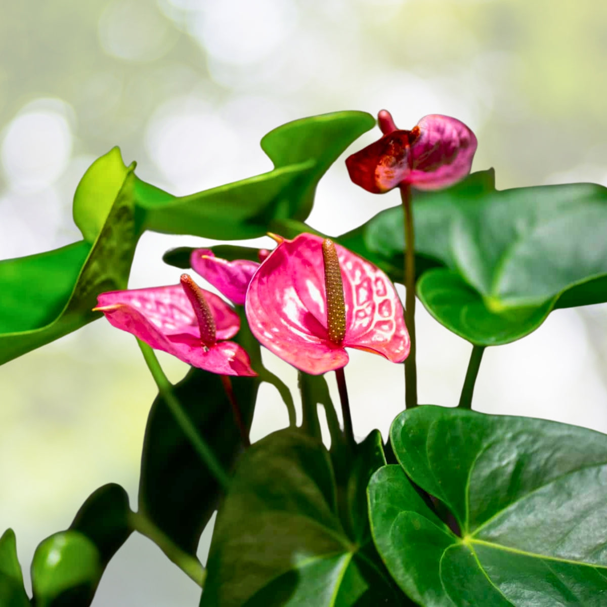 Anthurium 'Maine' 6" Pot - Large Pink Flower - Indoor Tropical Houseplant - Anthurium andraeanum