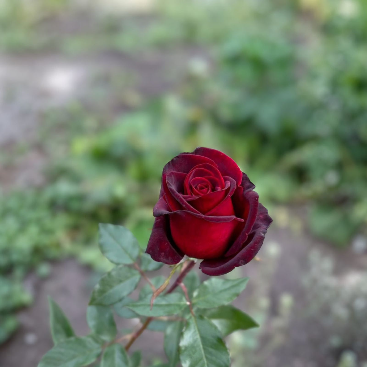 Velvet Pink Rose Cuttings - 6 Inch Long - Fragrant - Rosa spp. - 5 Cuttings for Planting