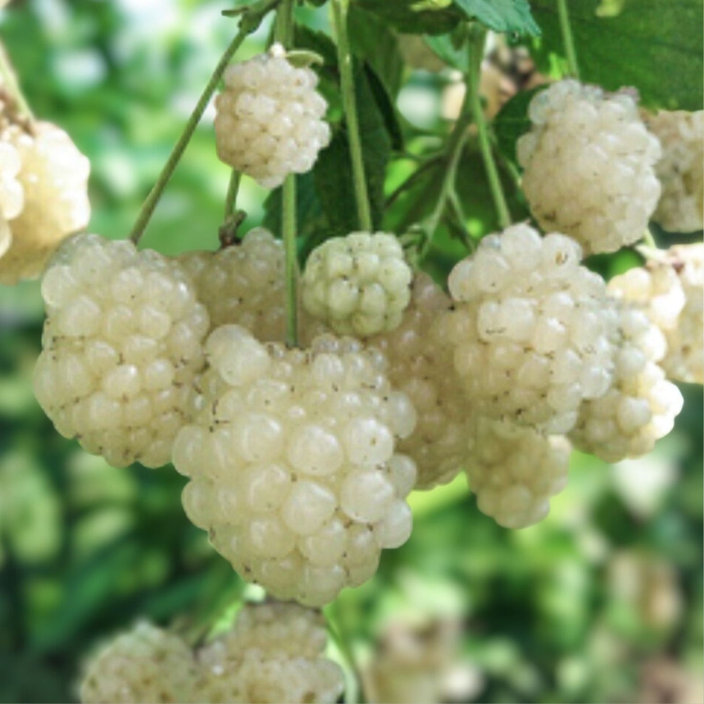 Snowbank Blackberry Plant 10-Pack Rubus Thorny Edible Fruit Starter Fast Growing Unique Flavor Zones 5-9