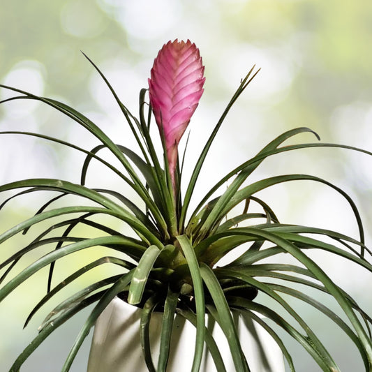 12 Pack Air Plants - Tillandsia Cyanea - Pink Quill Bromeliad - Easy Care Epiphytes for Terrariums - Decorative Indoor Plants