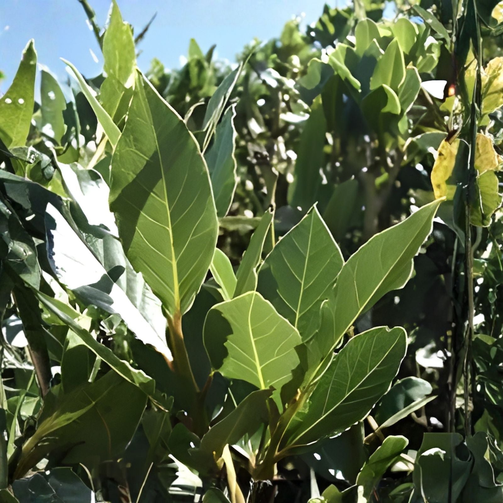 Sweet Laurel Bay Tree Cuttings 5 Pack - Aromatic Foliage Laurus nobilis for Cooking & Landscaping