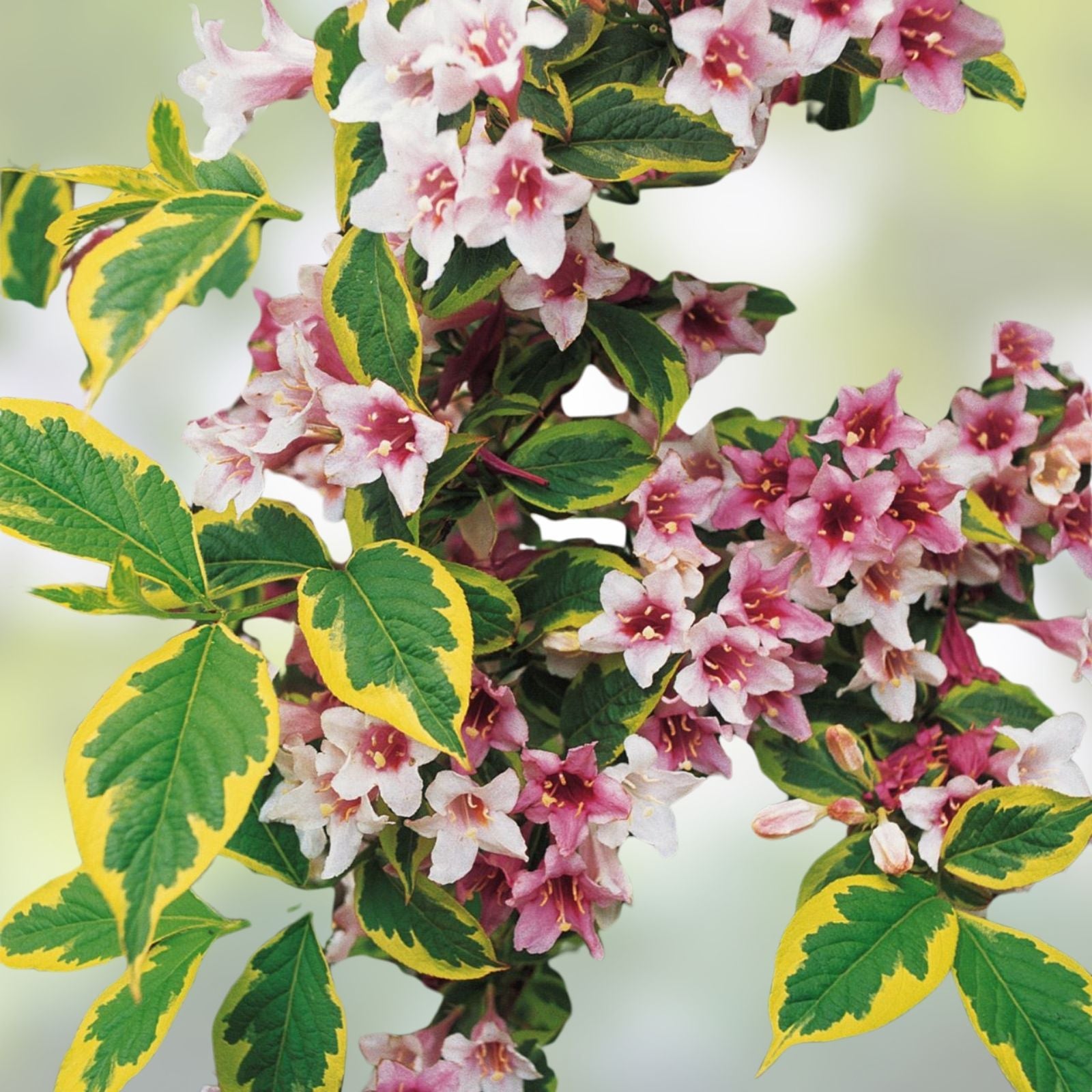 Weigela Live Plant 4" Variegated Leaves Pink Flowers Hardy Shrub for Garden Weigela florida