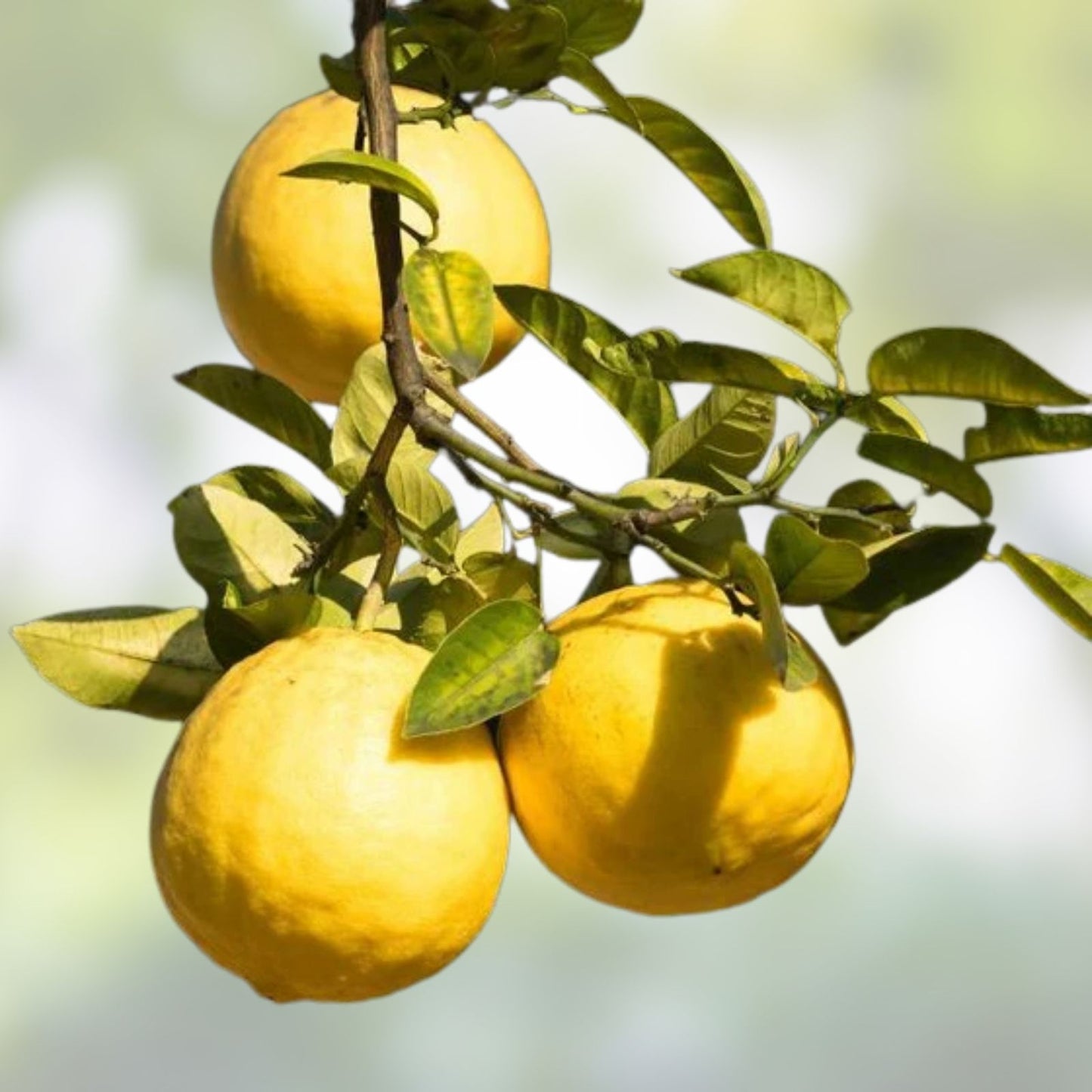 Ponderosa Lemon Cutting for Crafts - Sour Giant Fruit - Citrus limon - Live Lemon Plant Cutting