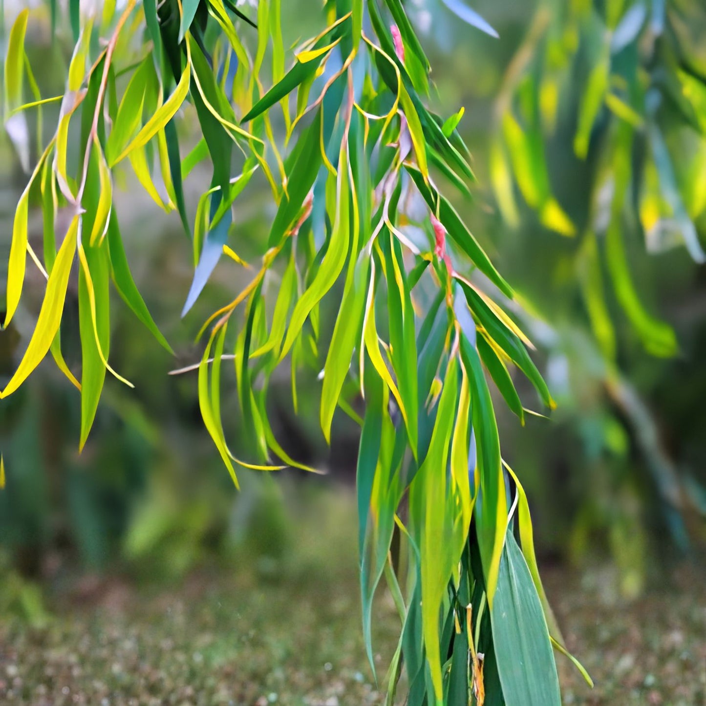 Globe Willow Tree Cuttings - 2 Live Salix matsudana Fast Growing Shade Privacy Plants