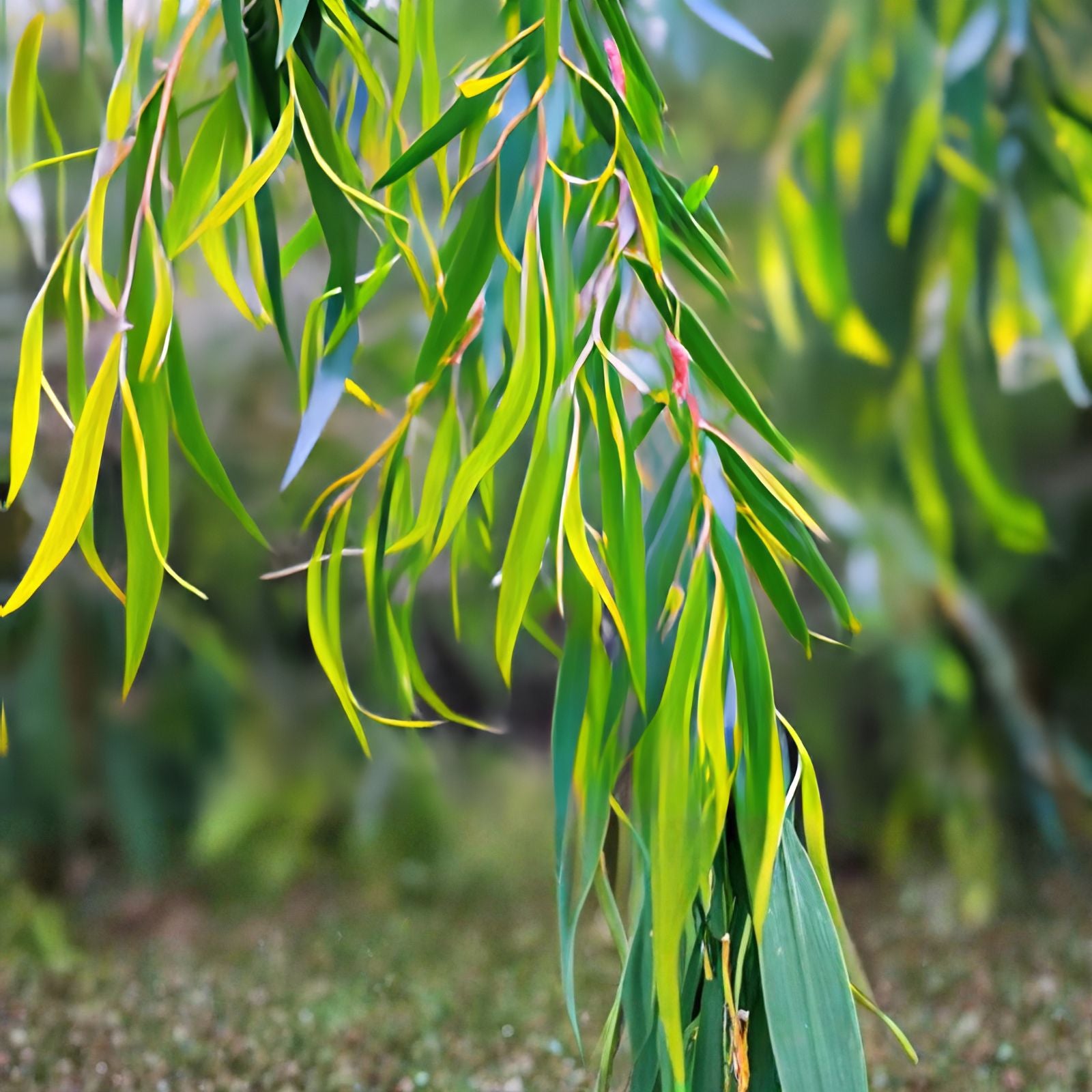 Globe Willow Tree Cuttings - 2 Live Salix matsudana Fast Growing Shade Privacy Plants